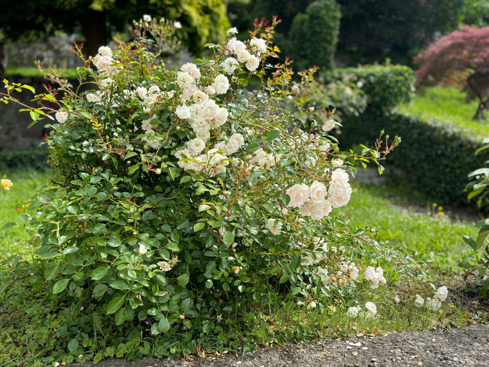 Detail Blumen