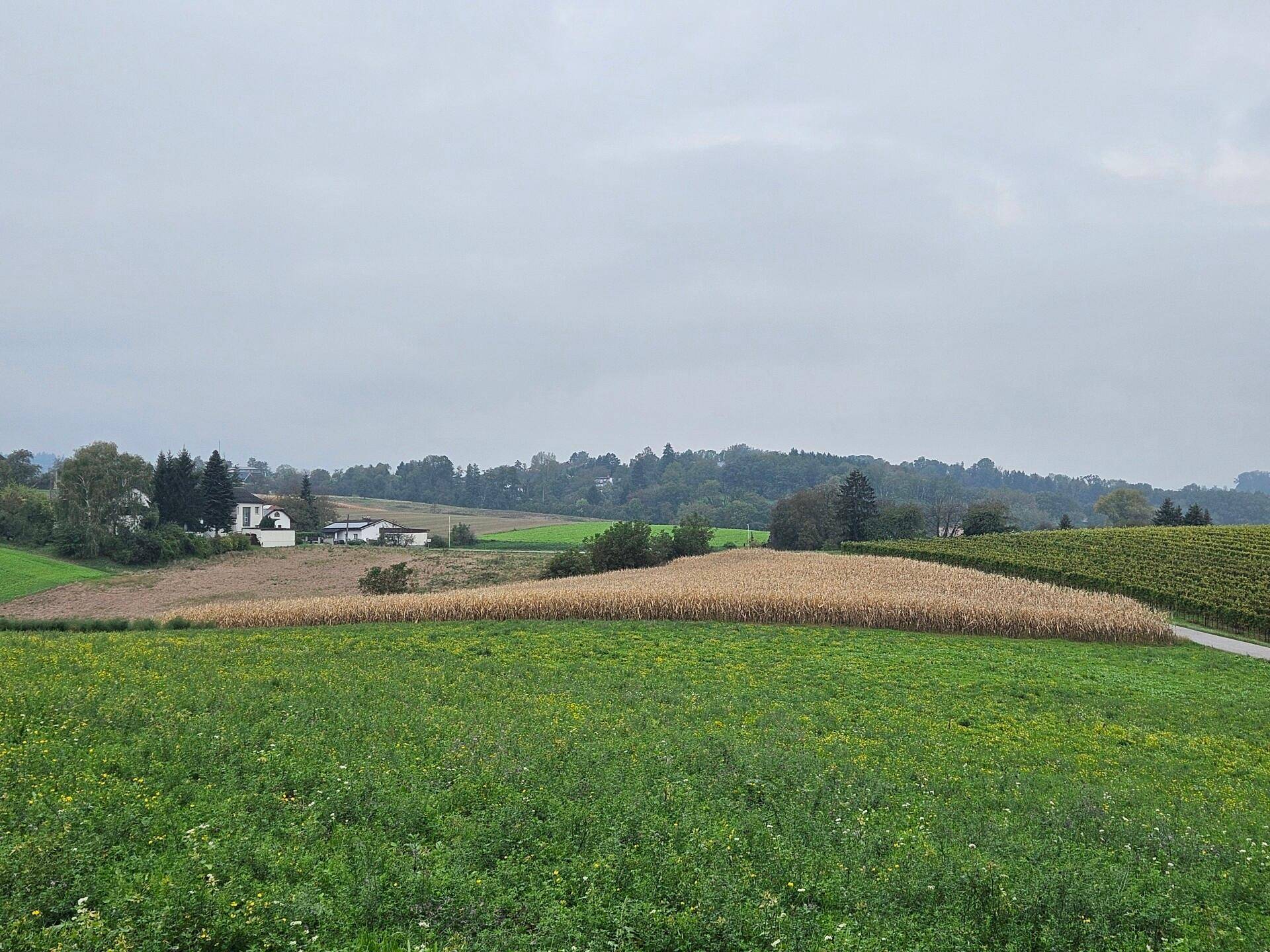 Panoramablick über grüne Felder und goldene Maisfelder, mit Weinbergen und vereinzelten Gebäuden am Horizont.