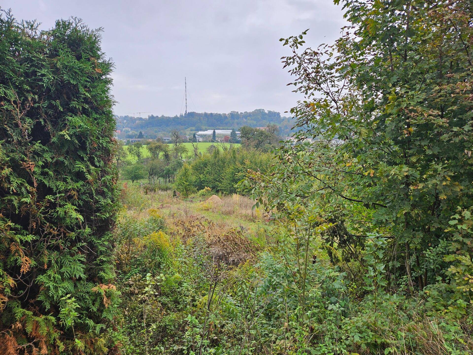 Blick ins Grüne mit Bäumen im Vordergrund und einer entfernten Siedlung mit Sendemast am Horizont.