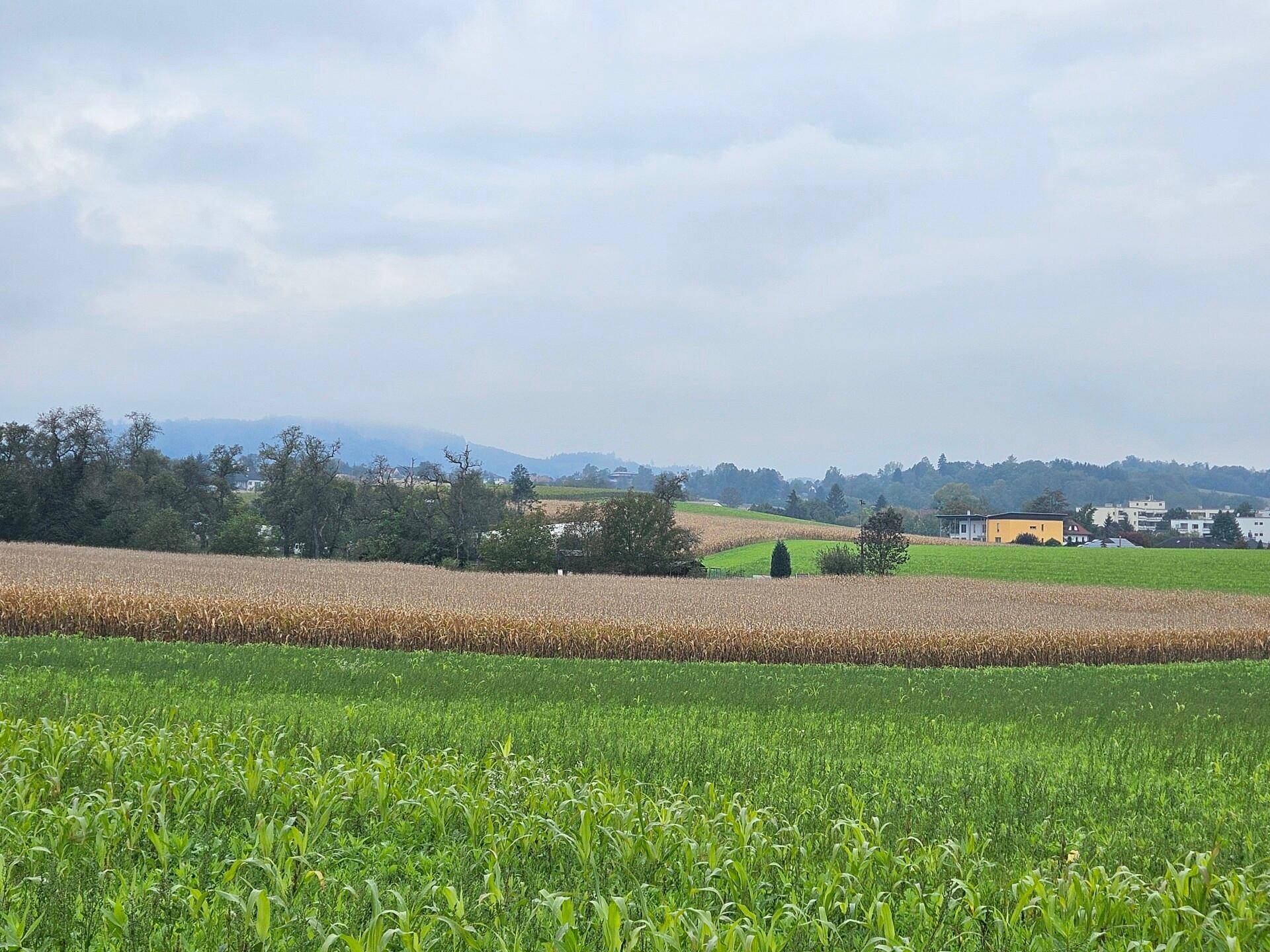 Blick über weite Felder mit reifem Mais und grünen Pflanzen, im Hintergrund sind Häuser und Hügel zu sehen.