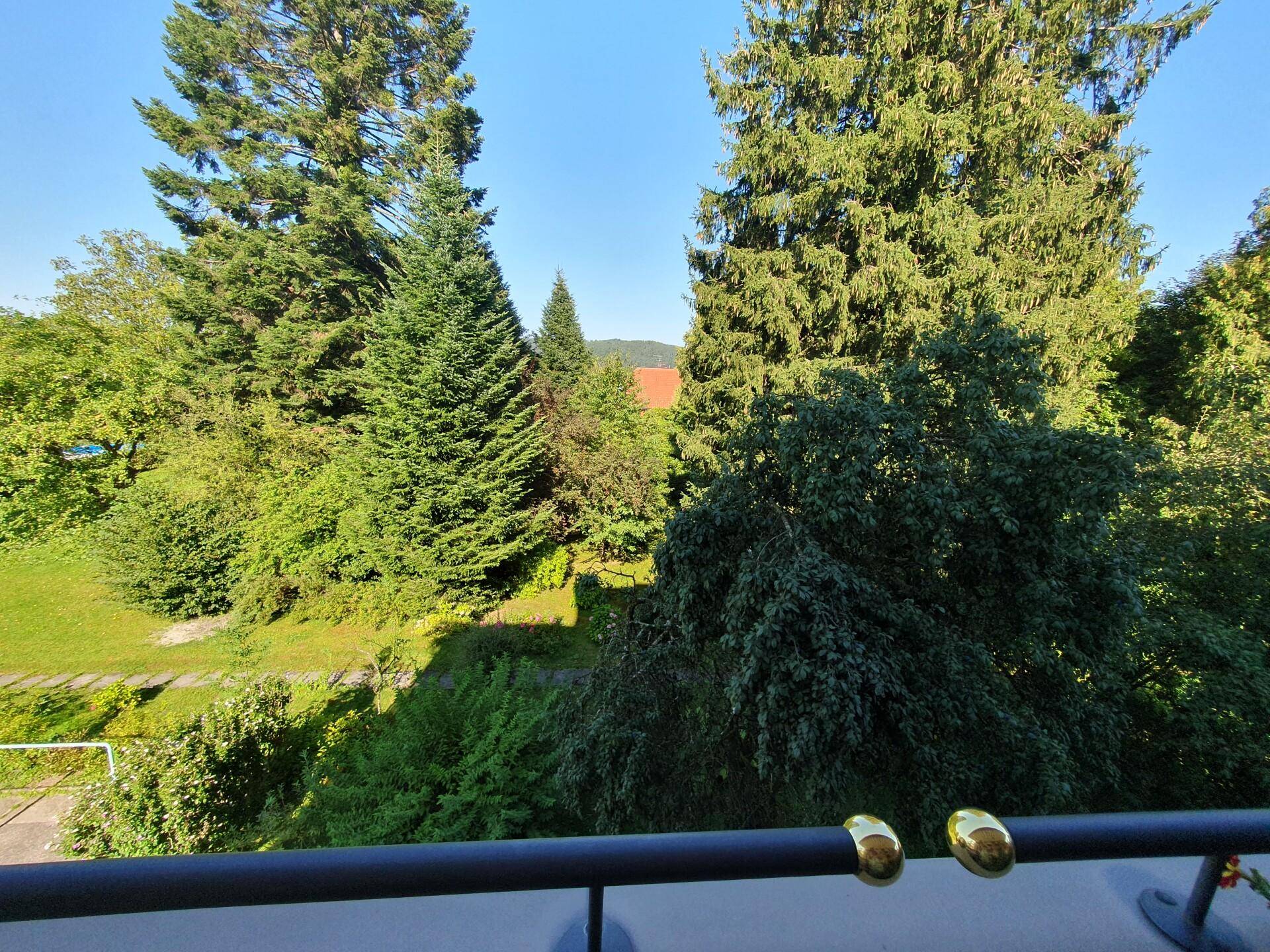 Weitläufiger Blick ins Grüne mit hohen Nadelbäumen und üppiger Vegetation.