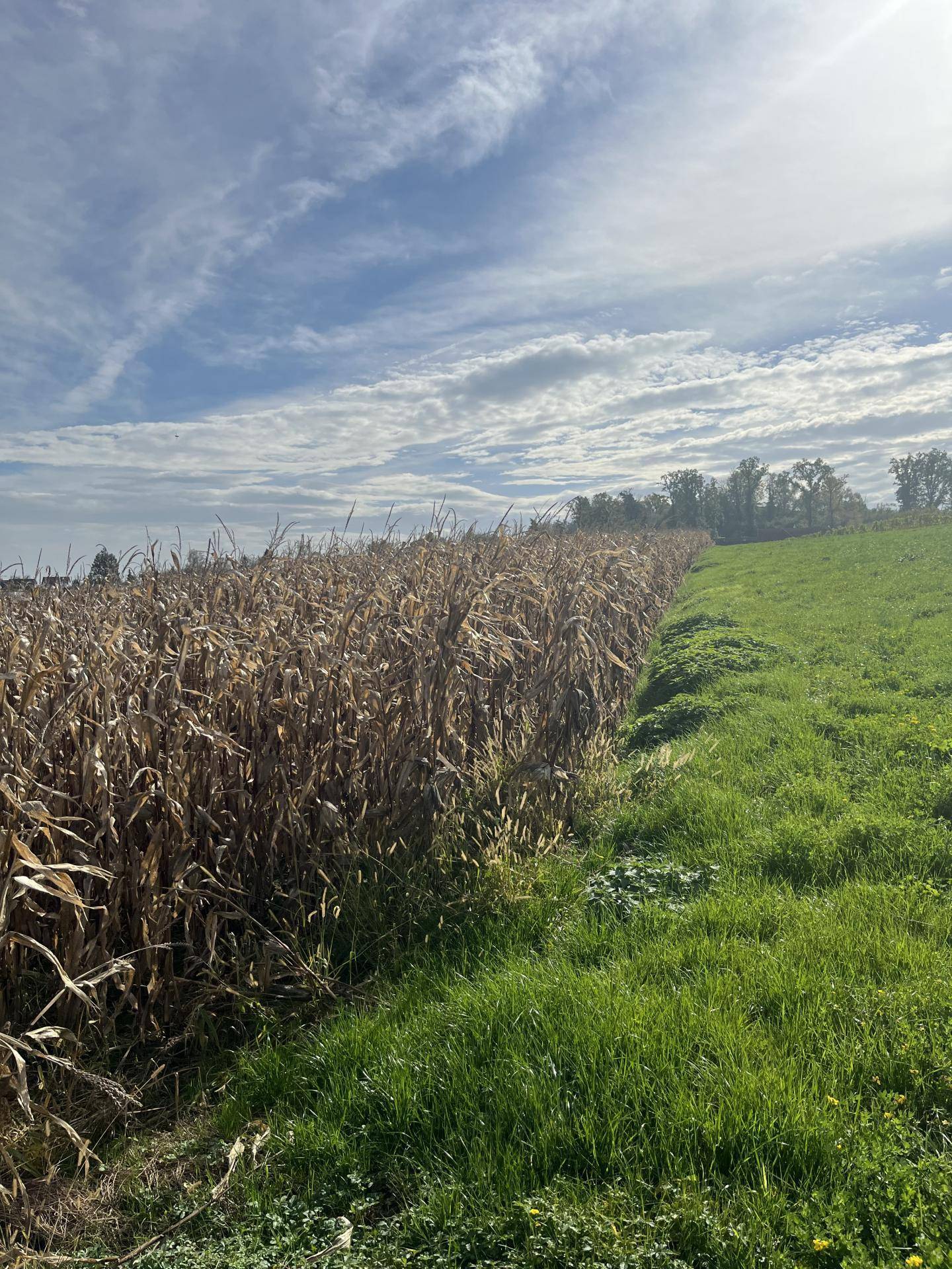 Blick über ein Feld mit reifem Mais und angrenzender grüner Wiese unter einem weiten Himmel.