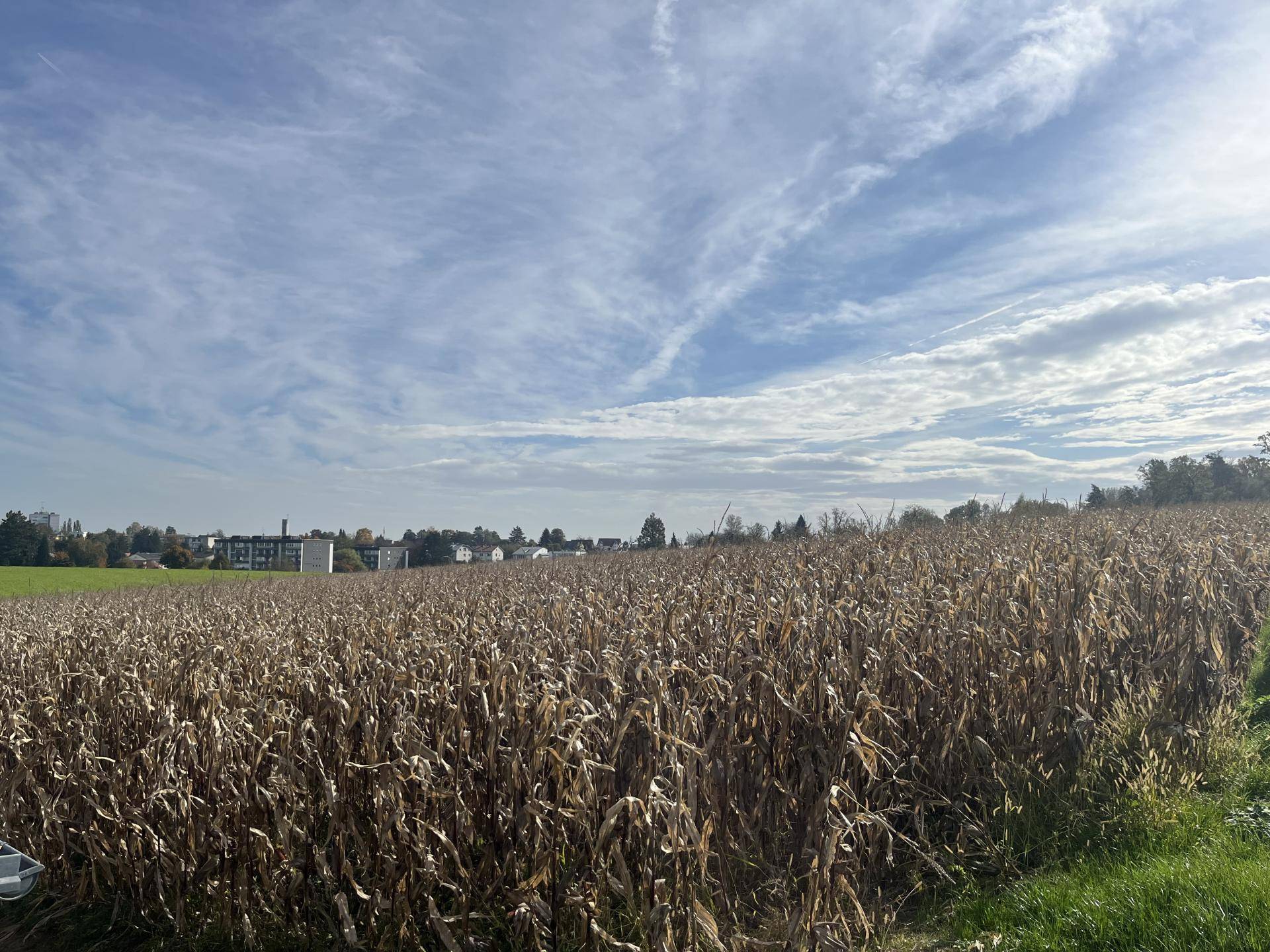 Weites Maisfeld unter blauem Himmel mit weißen Wolken, im Hintergrund sind städtische Gebäude erkennbar.