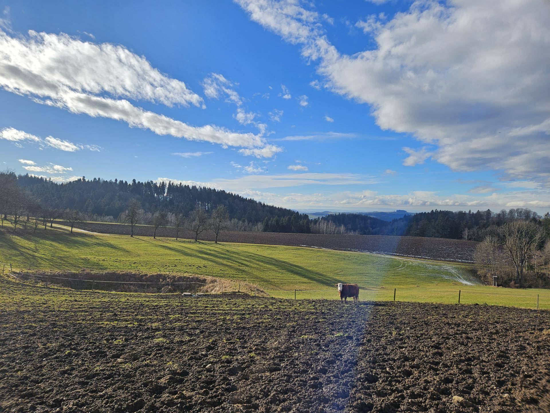 Freilauffläche