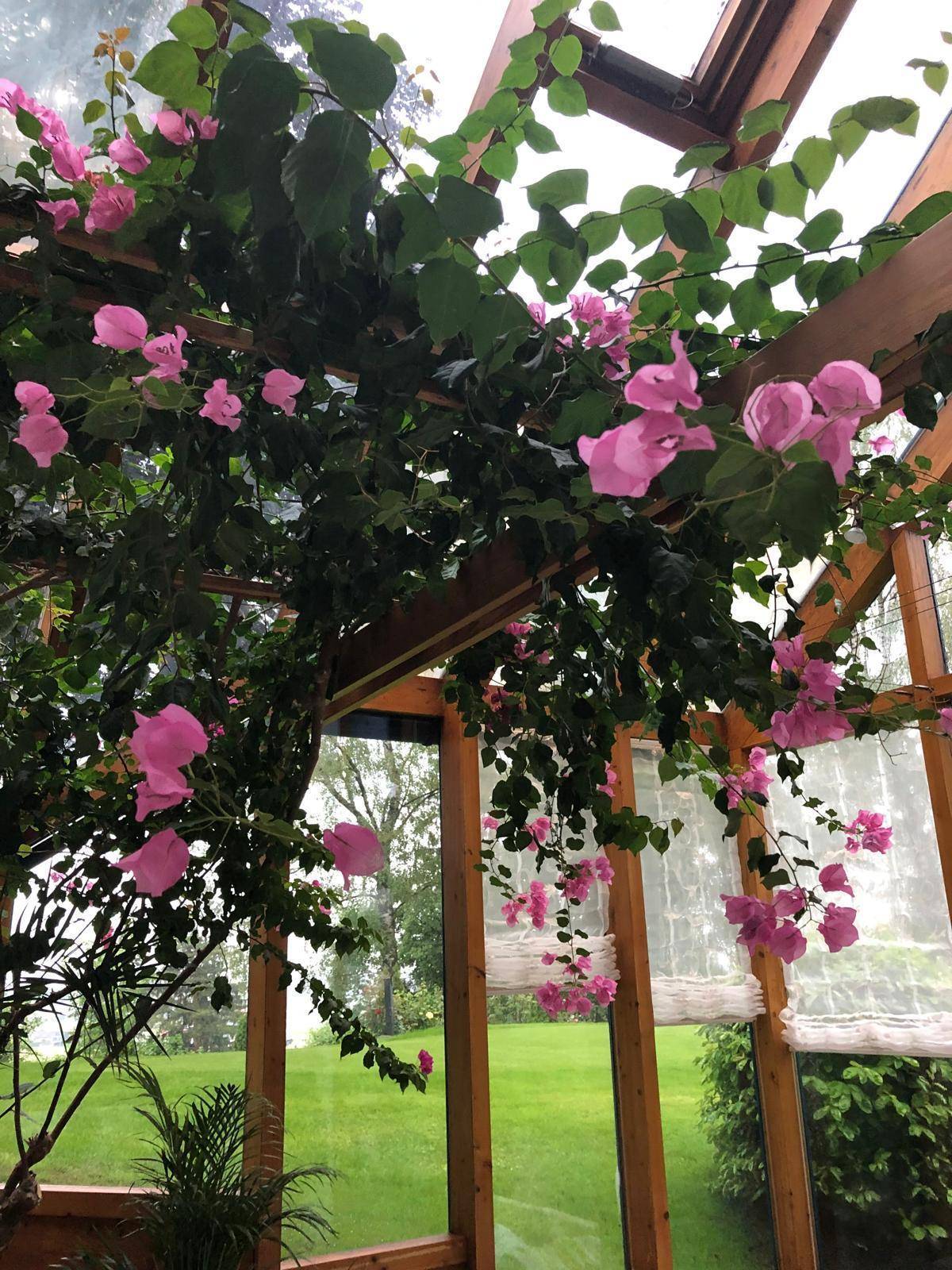 Heller Wintergarten mit üppig blühender Bougainvillea und Blick ins Grüne.