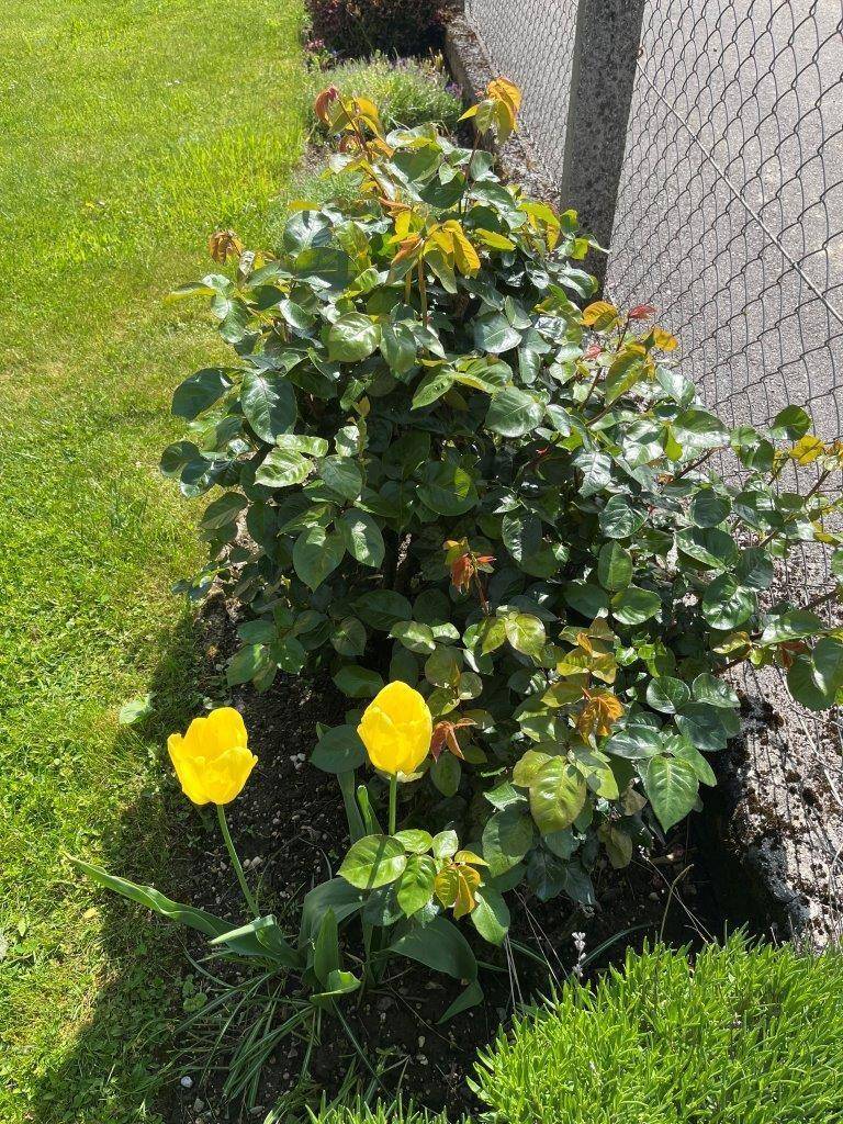 Gartenimpressionen