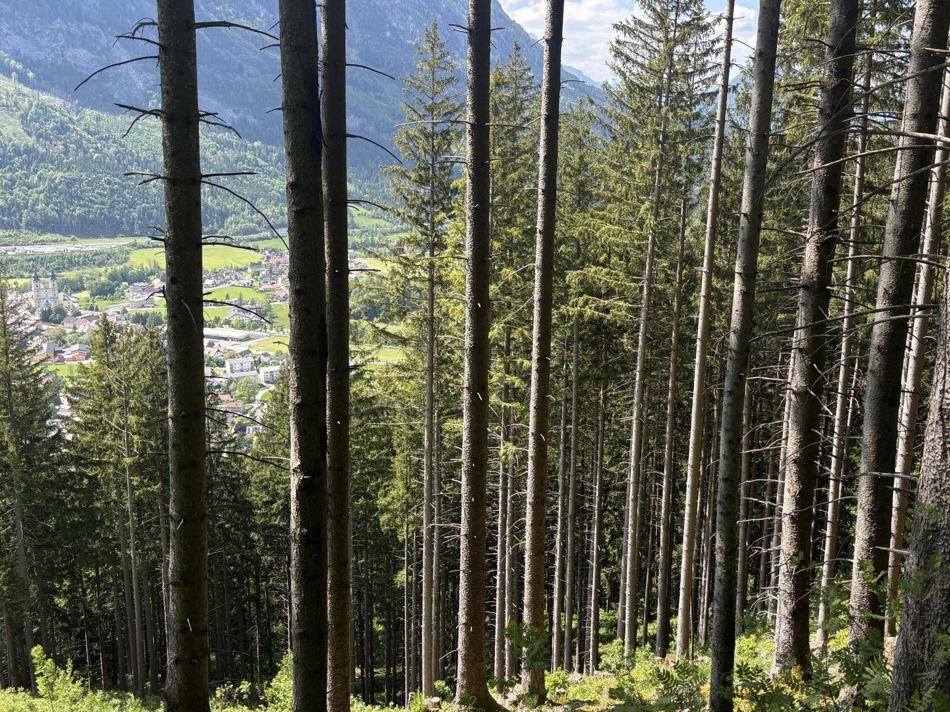 Wald
