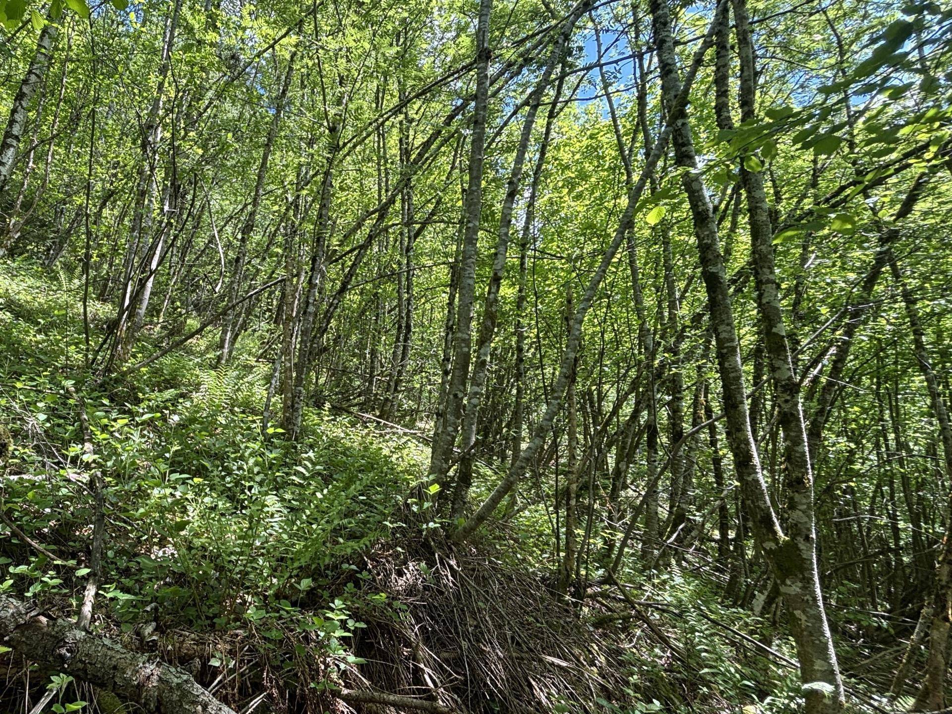 Wald tw. Unterholz