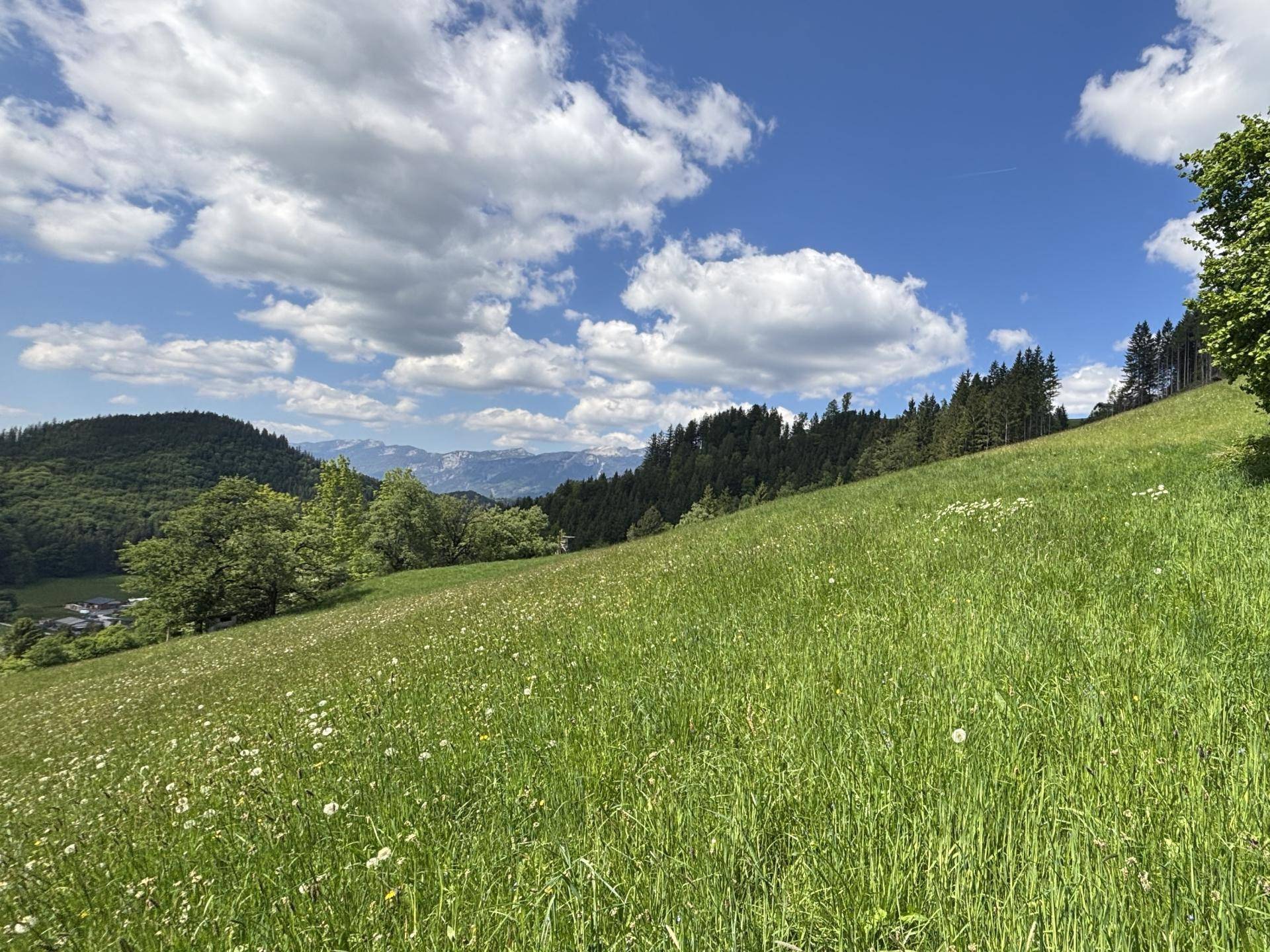 Wiese