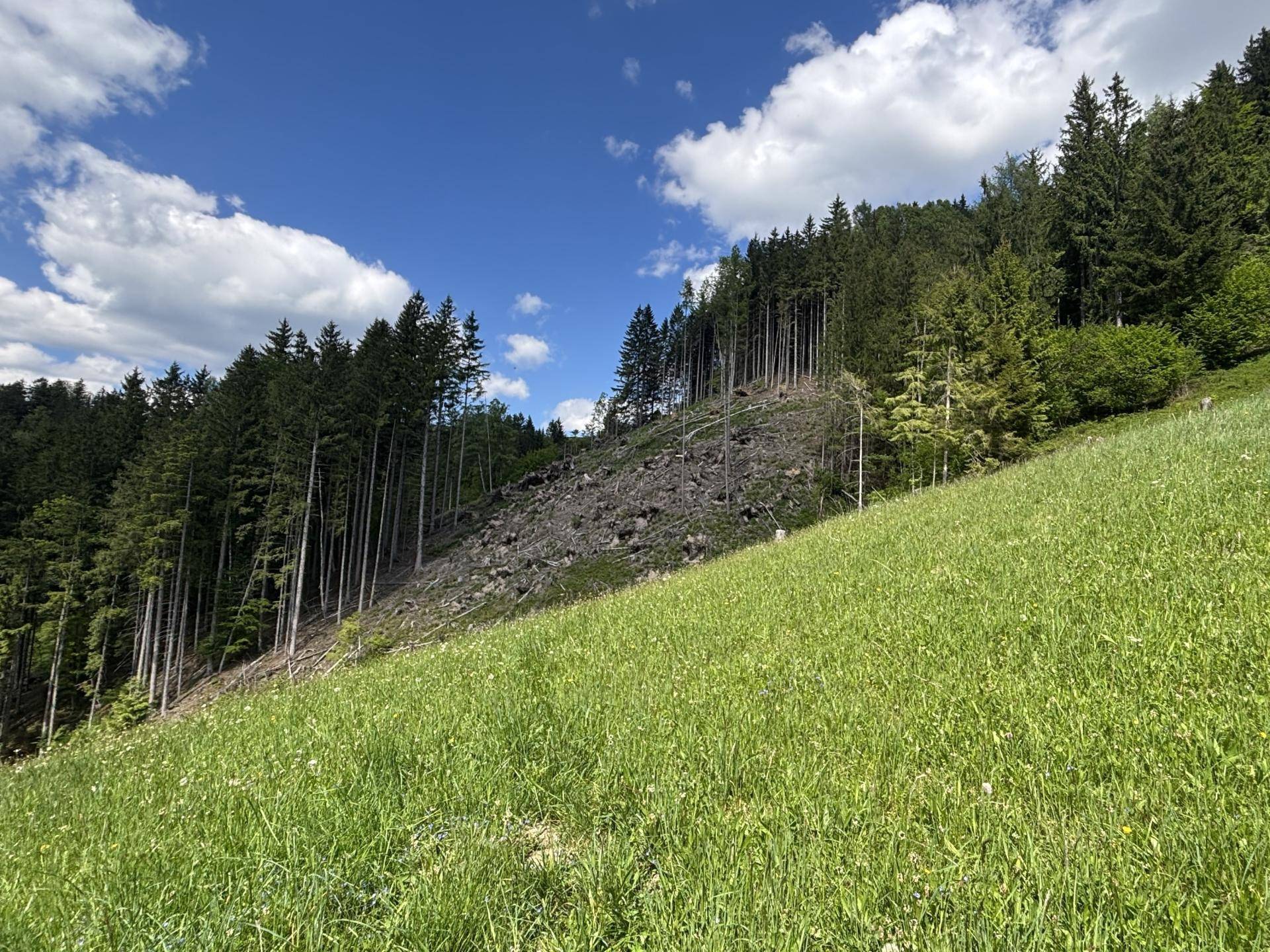Wald und Wiese