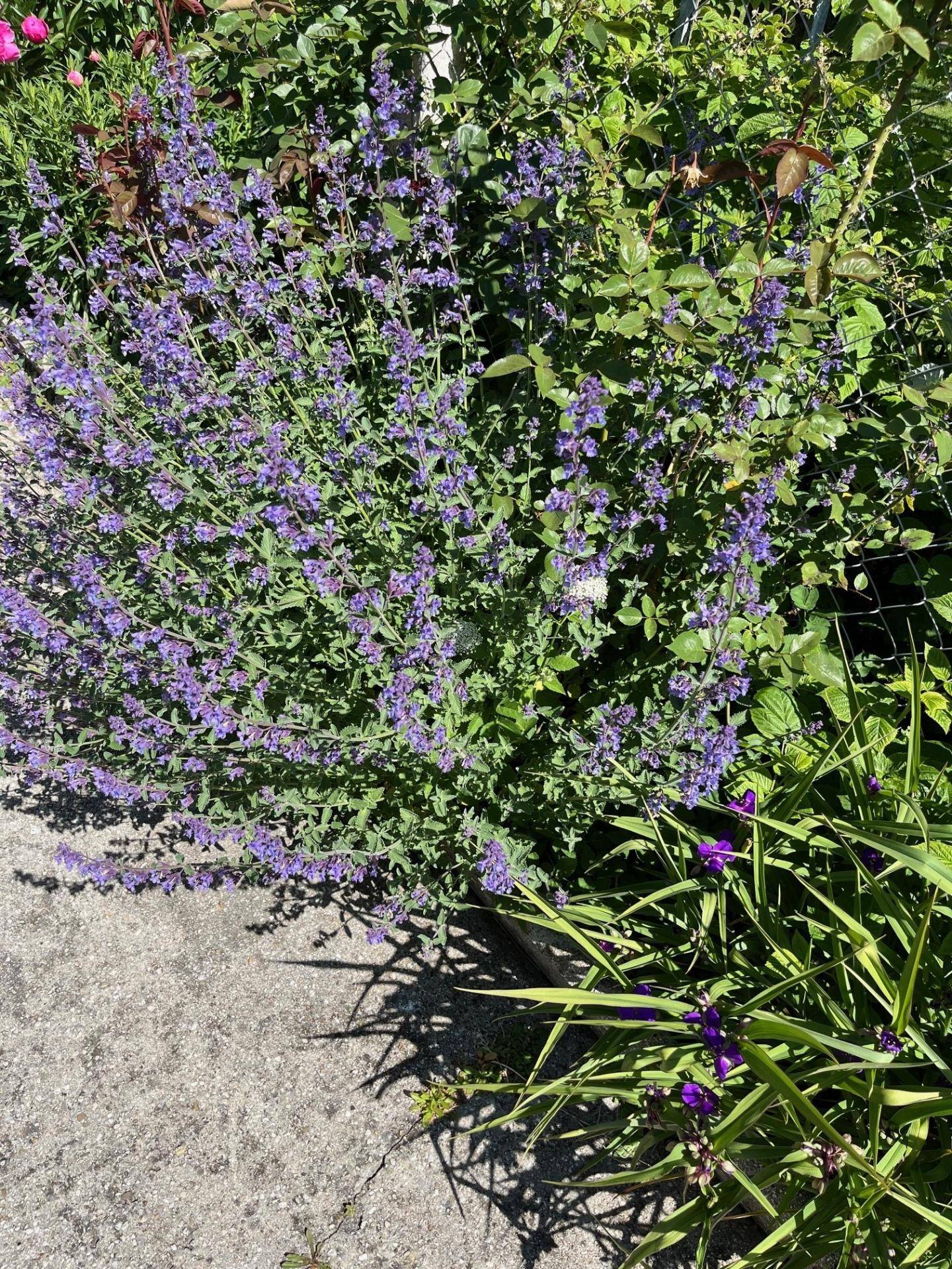 Gartenblüher