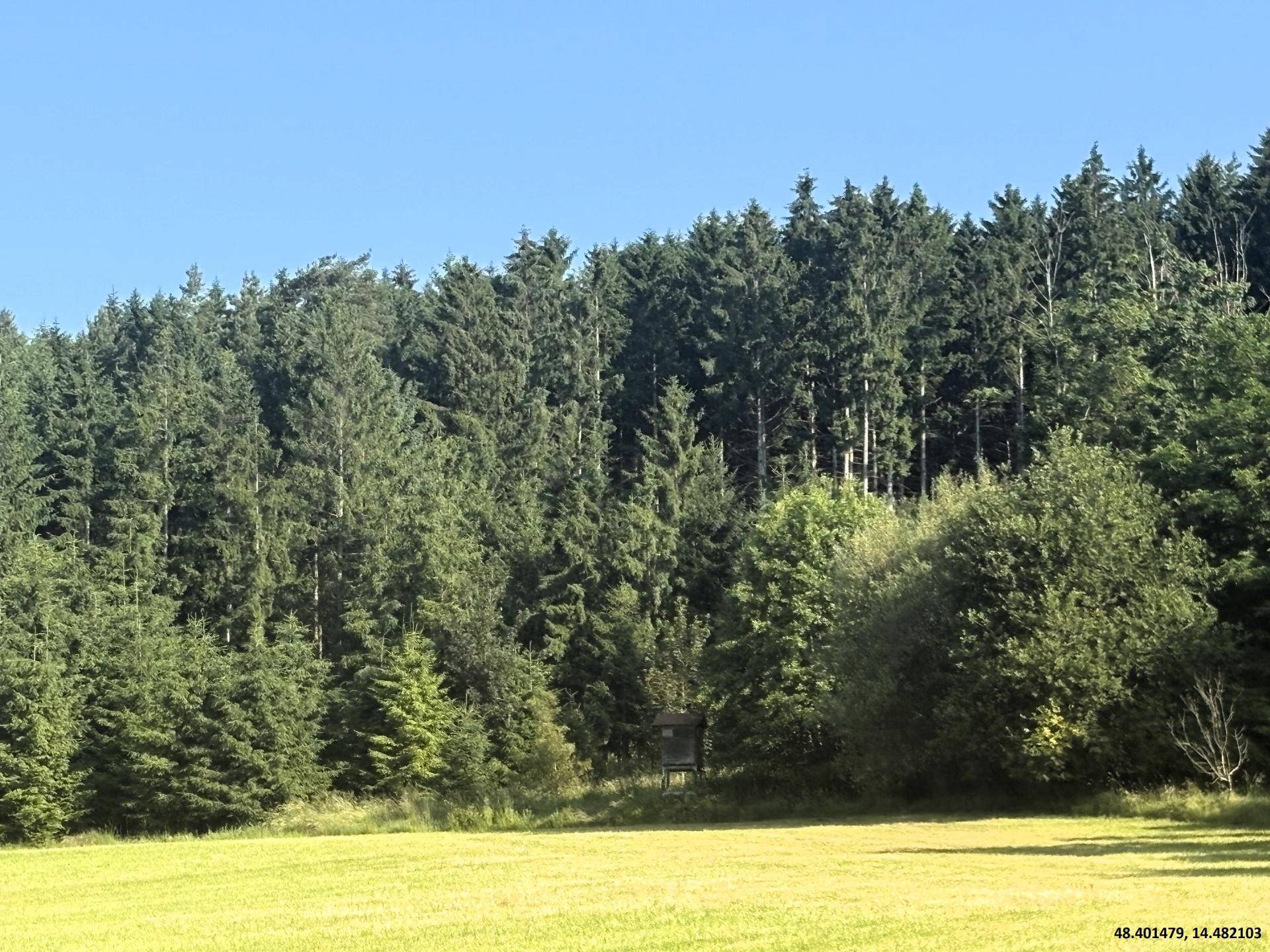 Wald
