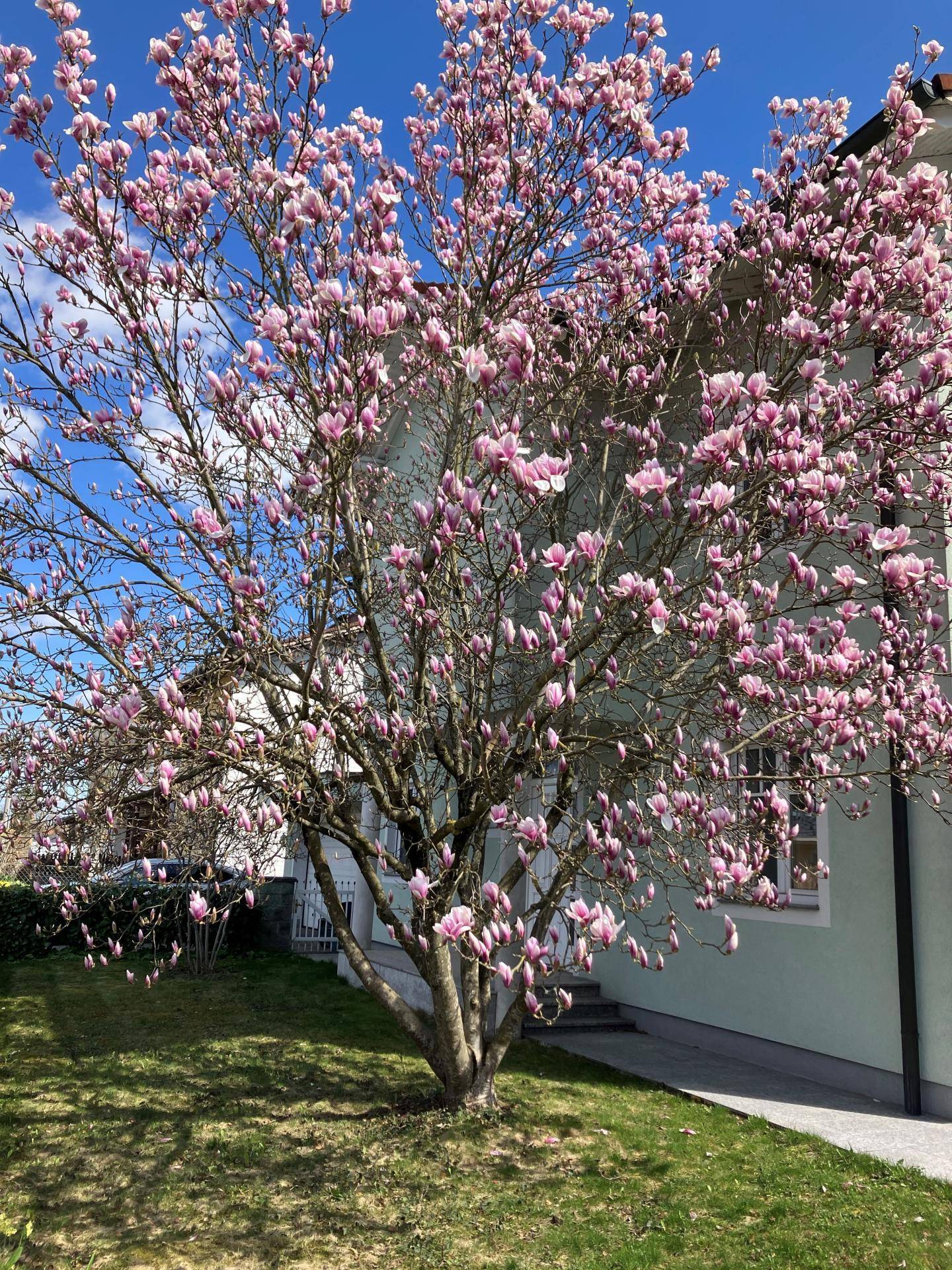 Foto Magnolie