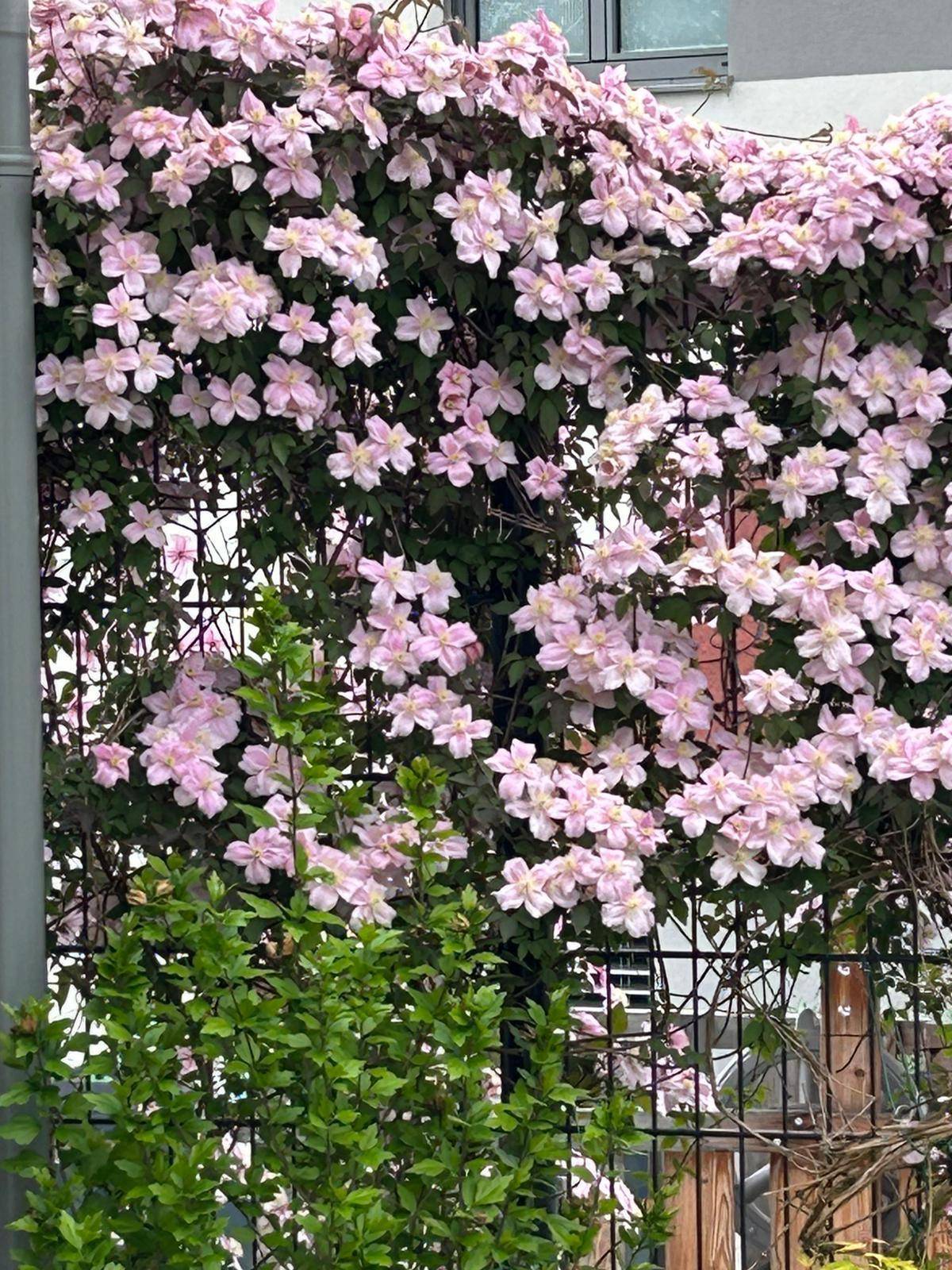 Gartendetail