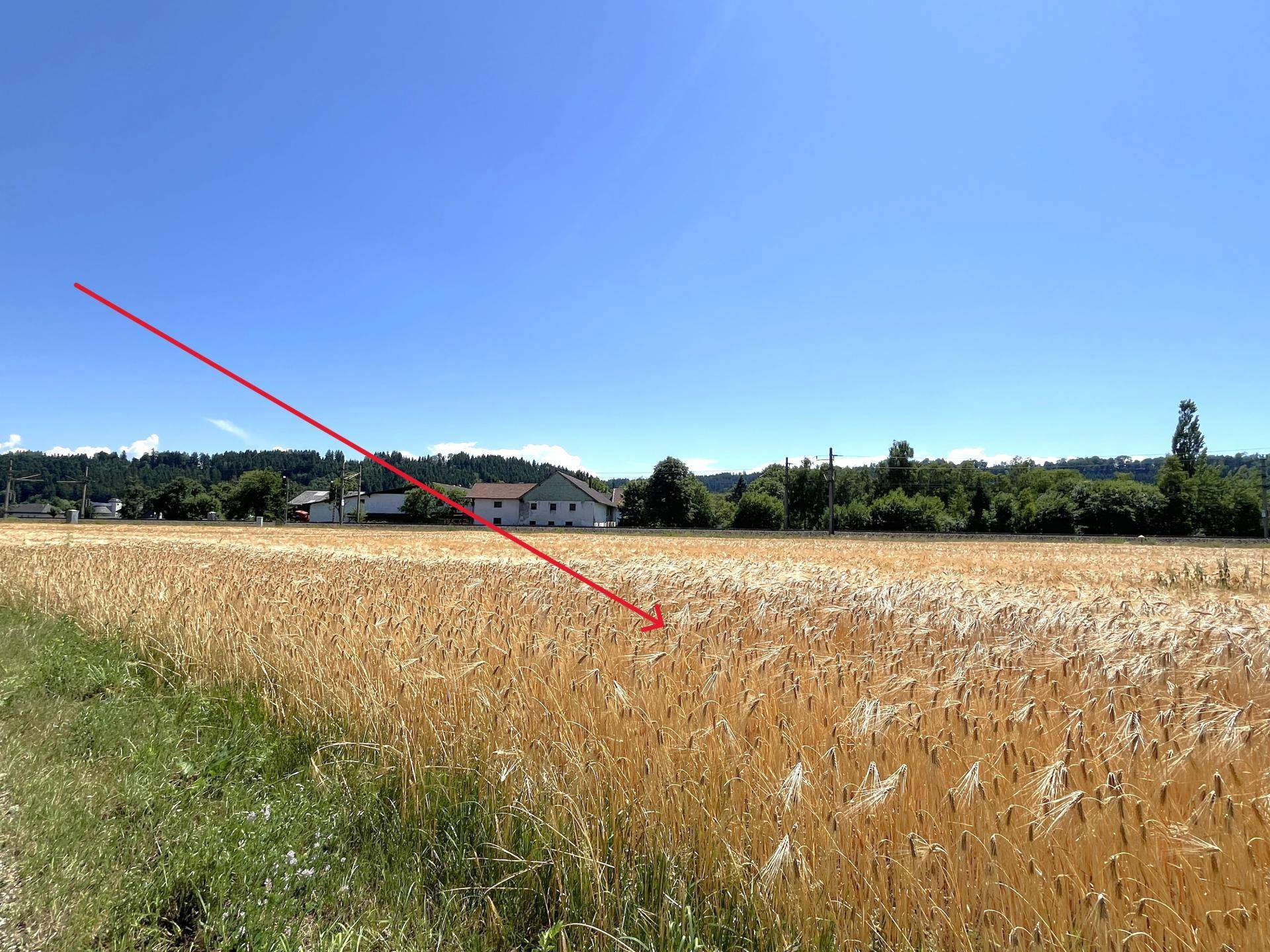 Grünlandfläche mit Schlachthof im Hintergrund