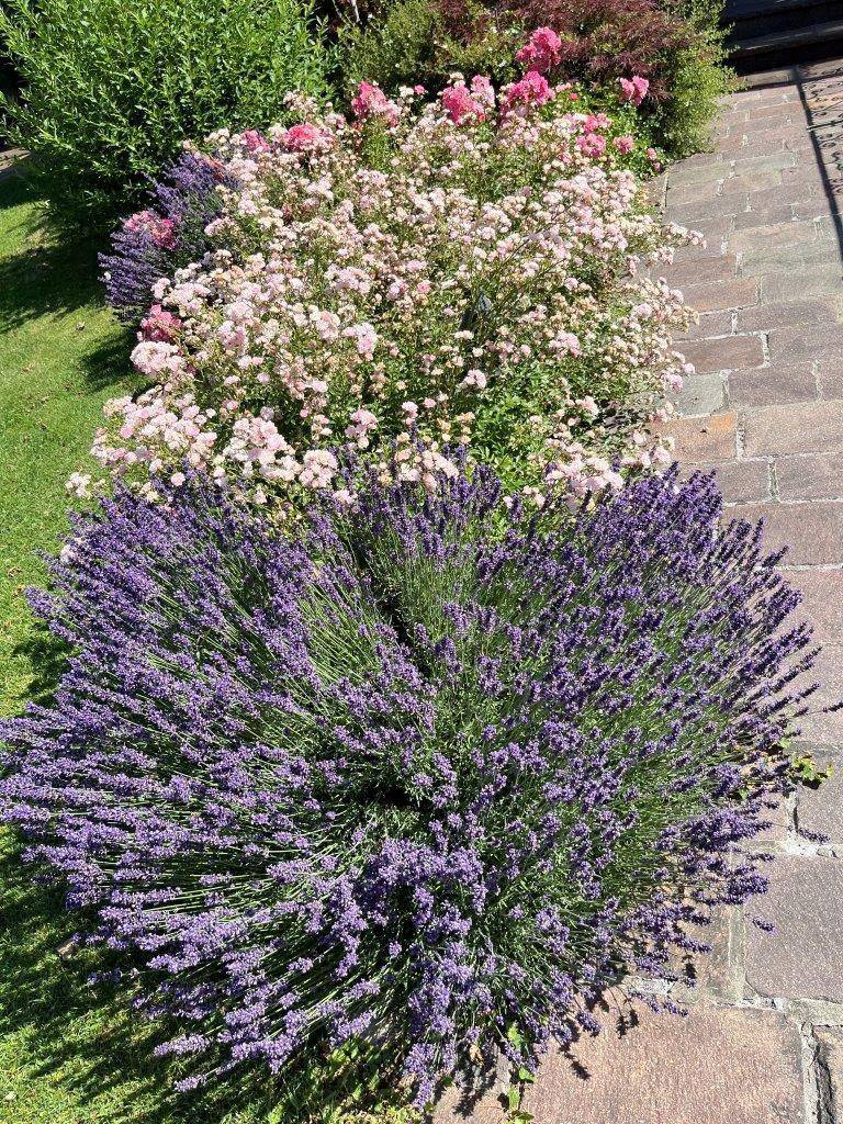 wunderschöne Blüher