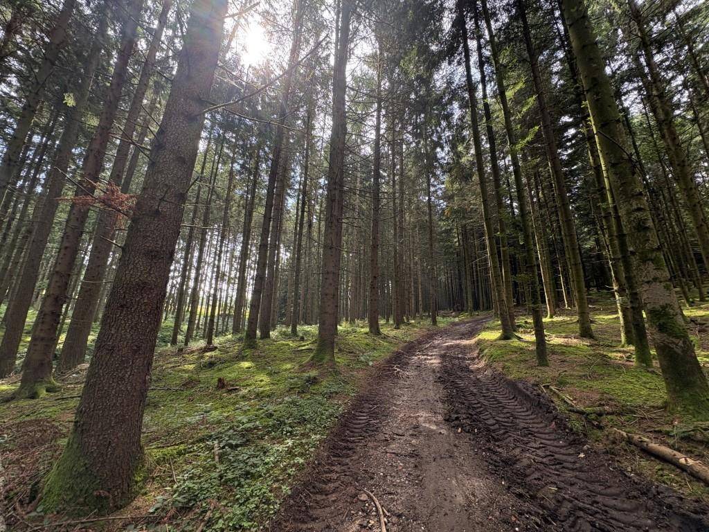 Wald 412, 459_