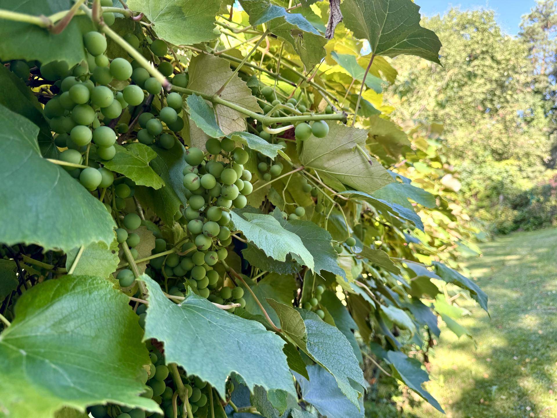 Weinrebe