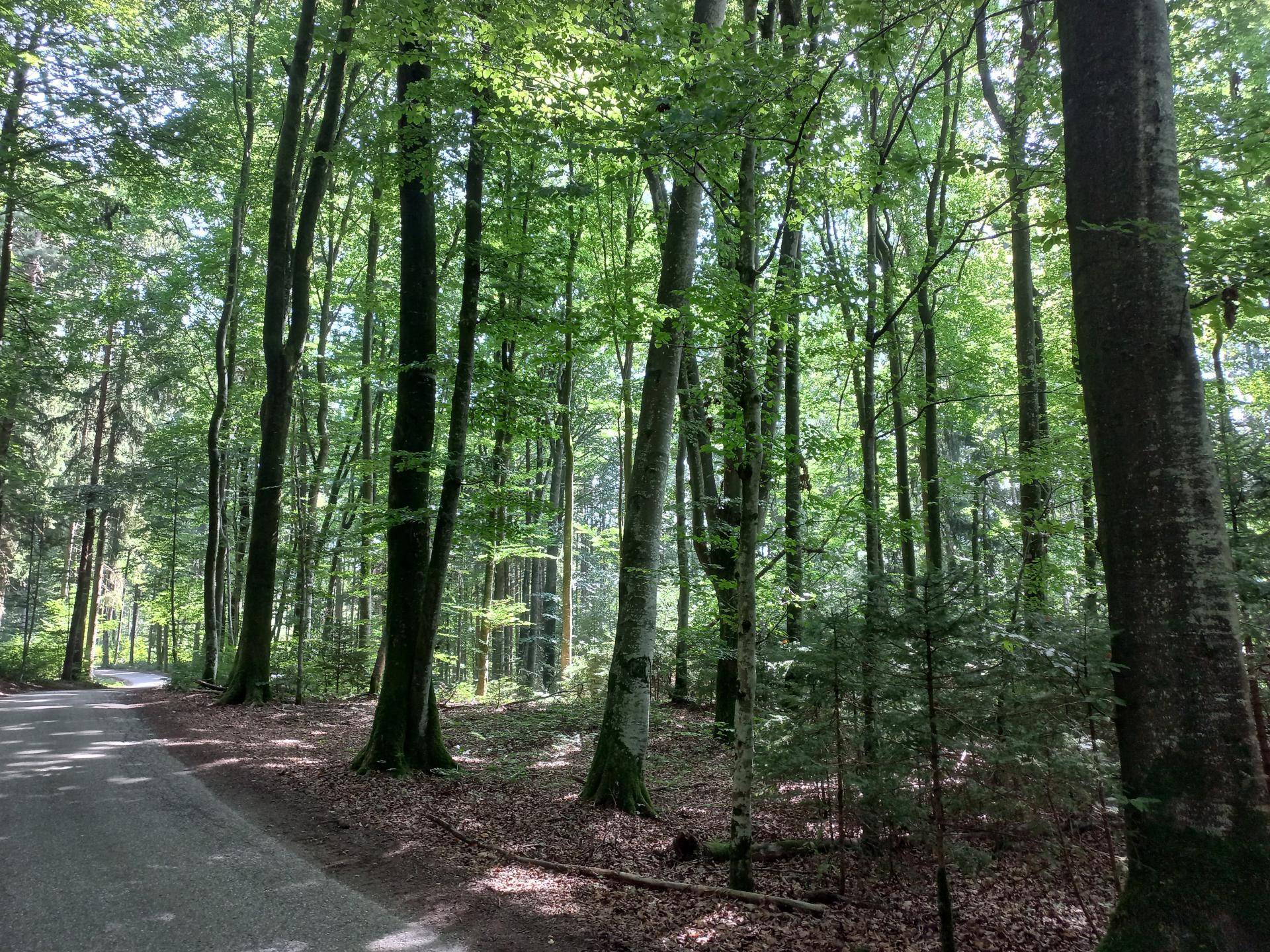 Wald mit Straße