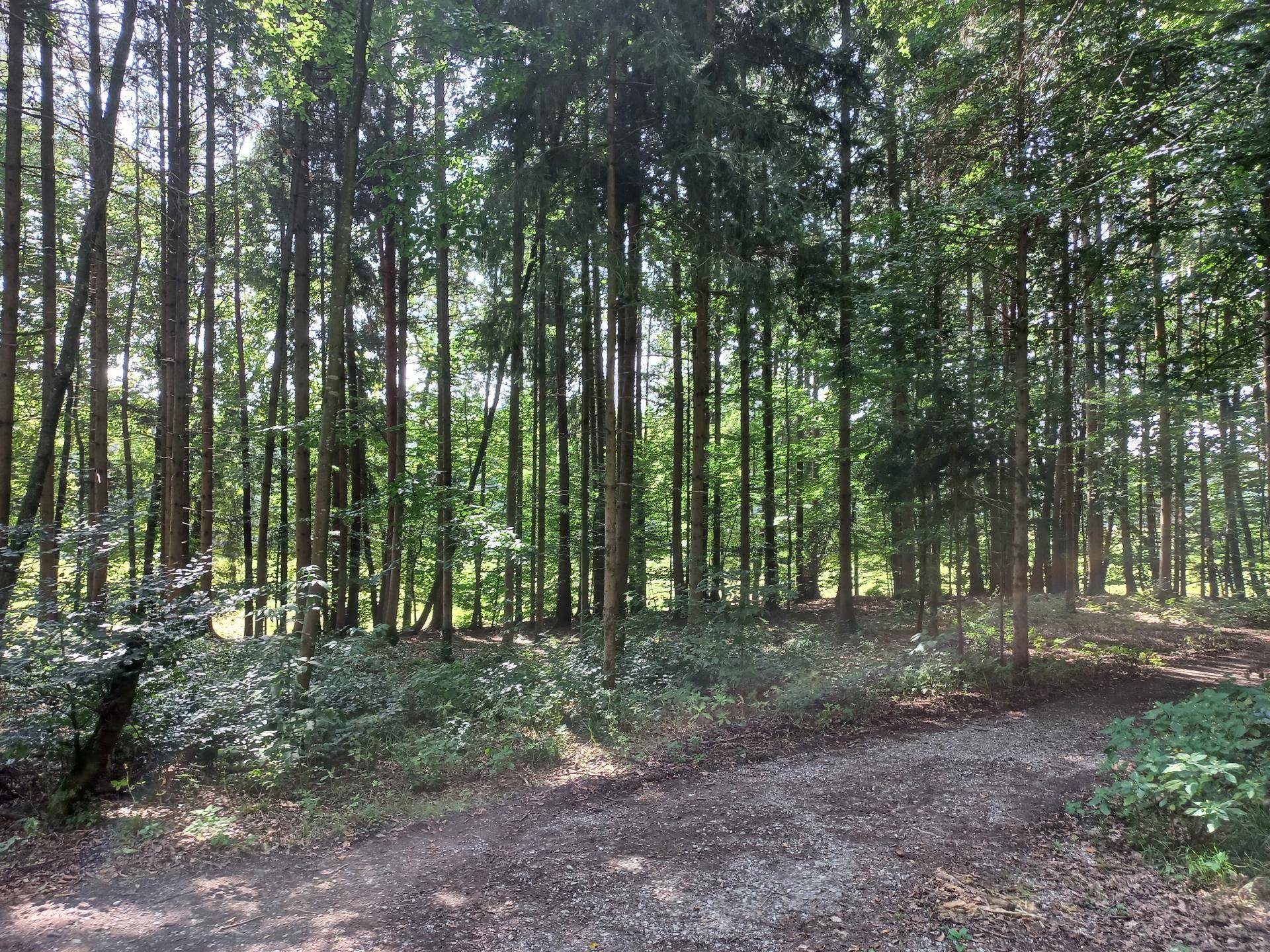 Wald 2
