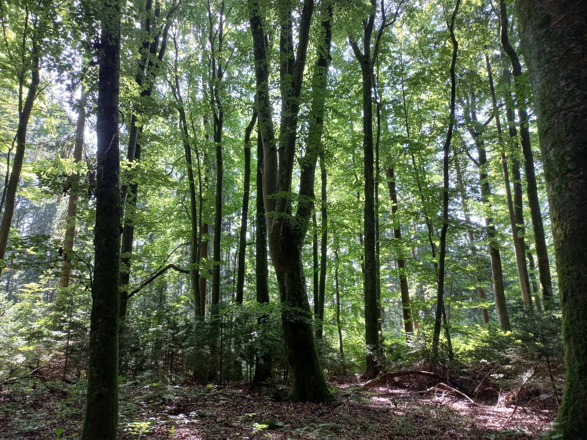Wald 3