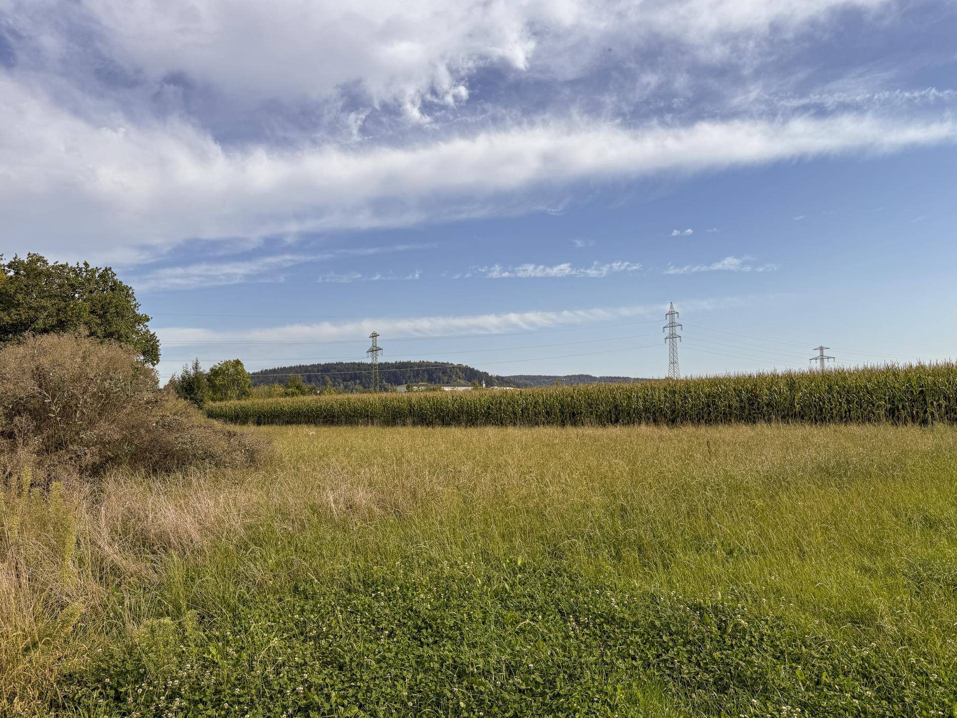 Weites Feld mit Maisanbau und Strommasten am Horizont unter blauem Himmel.