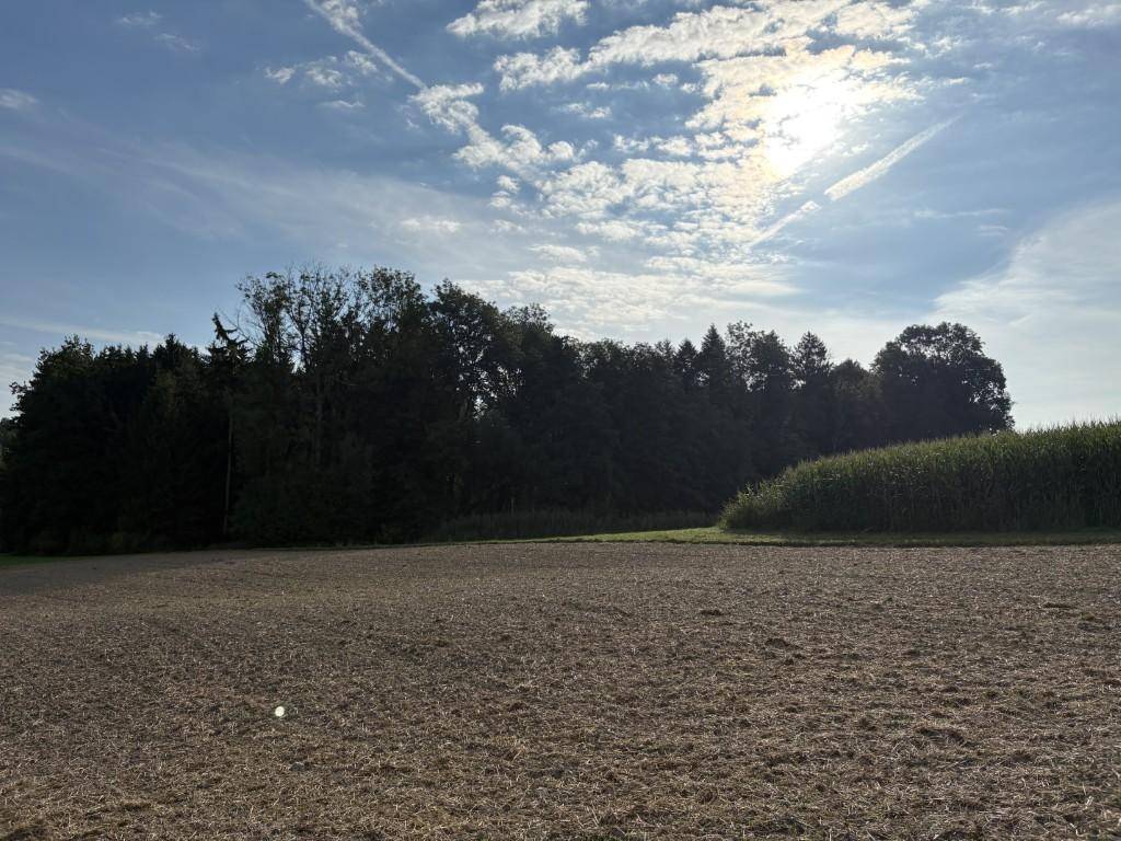Acker, Wald