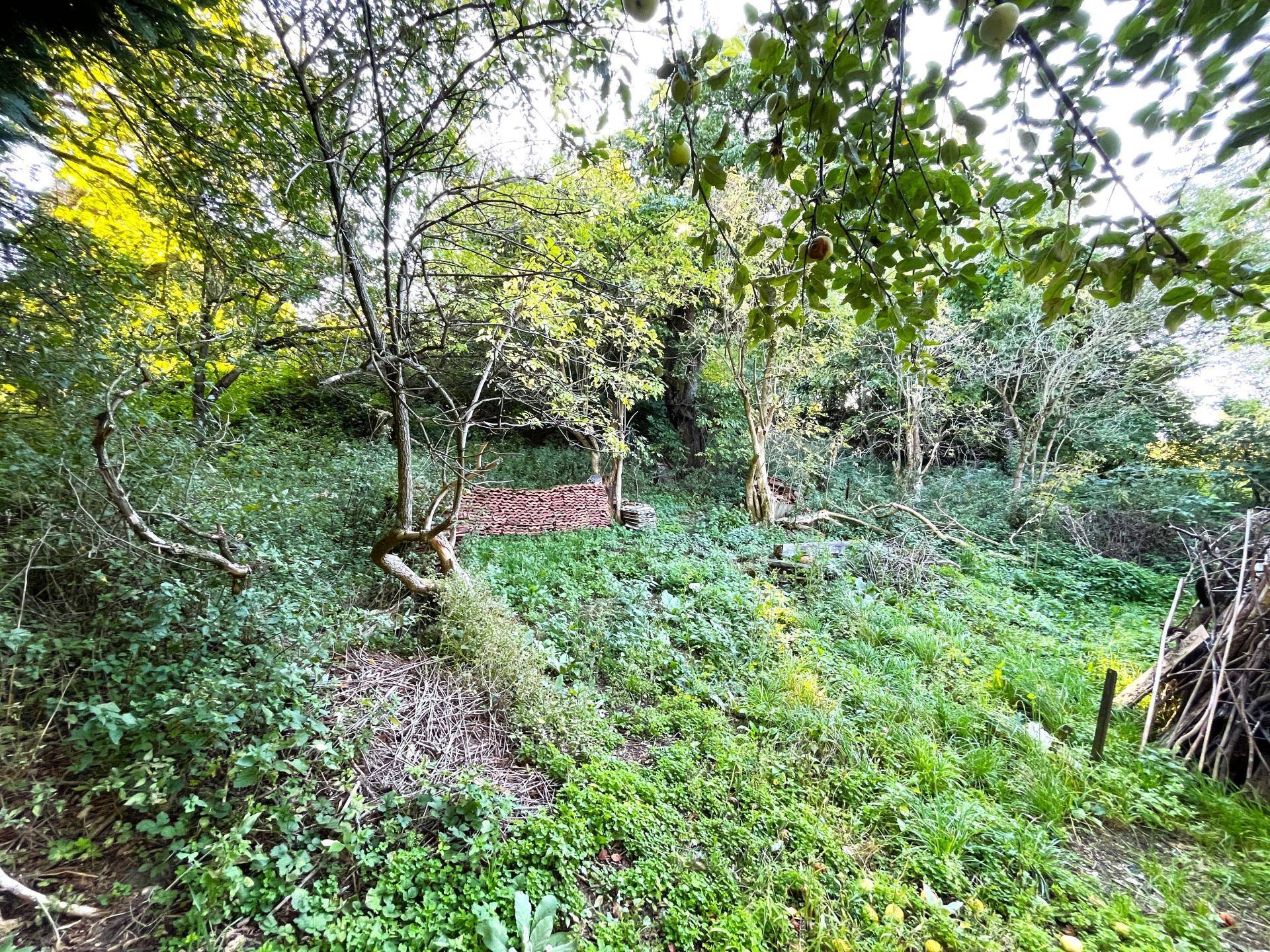 Naturbelassener, verwilderter Gartenbereich mit üppigem Grün und Bäumen.