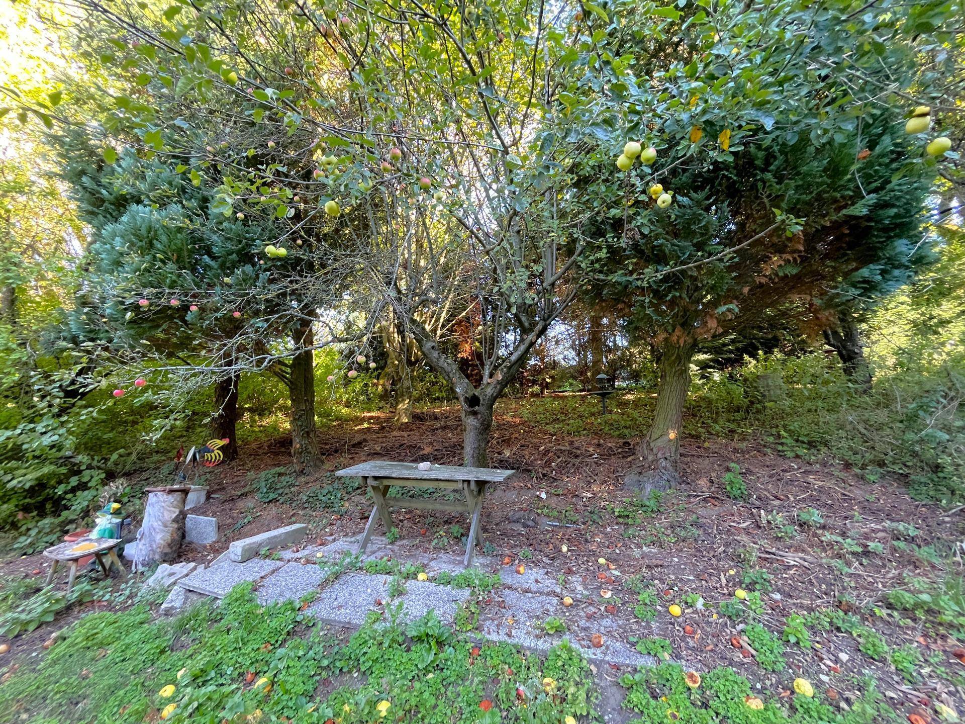 Idyllischer Gartenbereich mit Apfelbäumen und einem rustikalen Holztisch im Grünen.