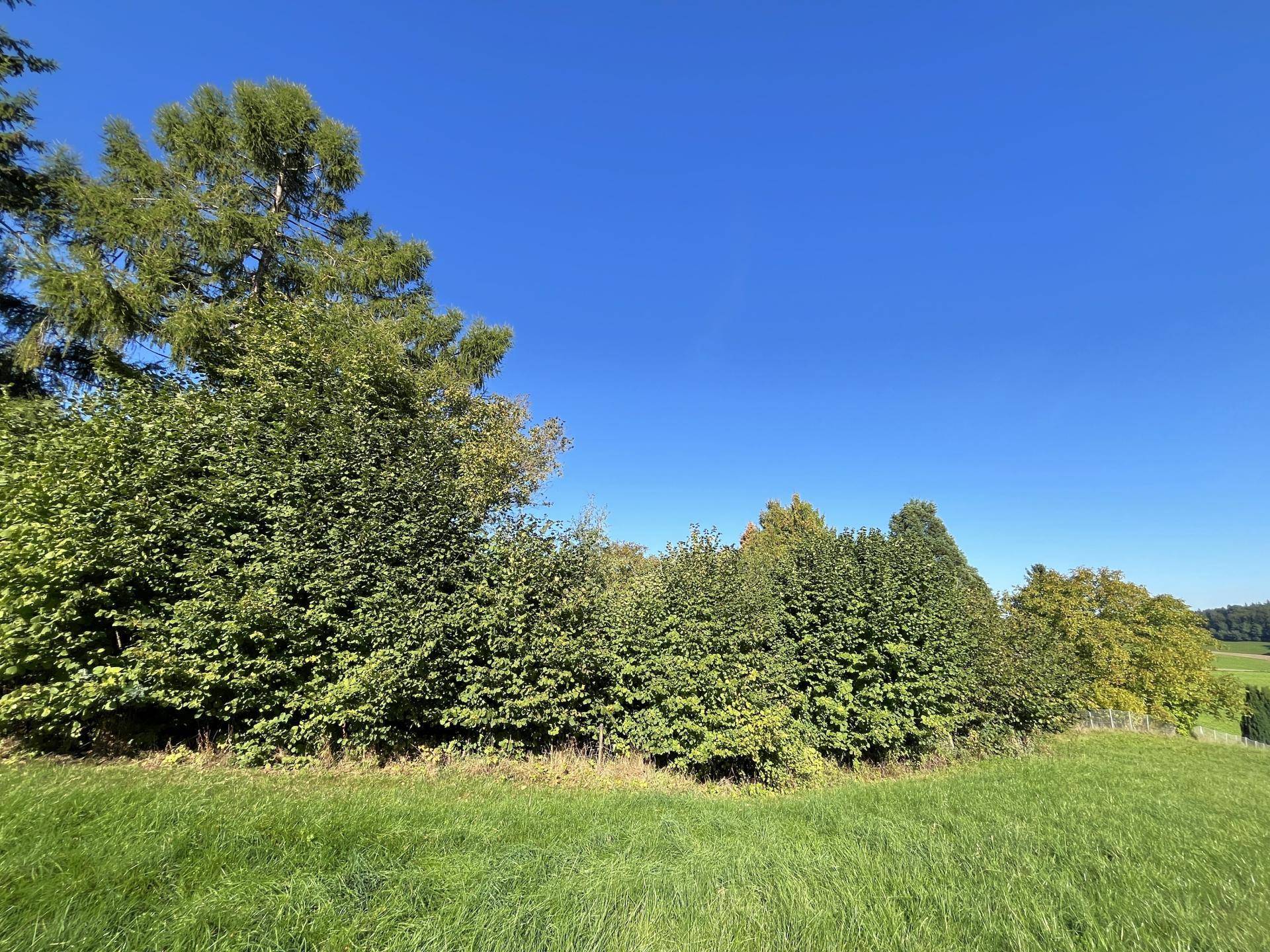 Weitläufige grüne Wiesen und hohe Bäume unter einem strahlend blauen Himmel.
