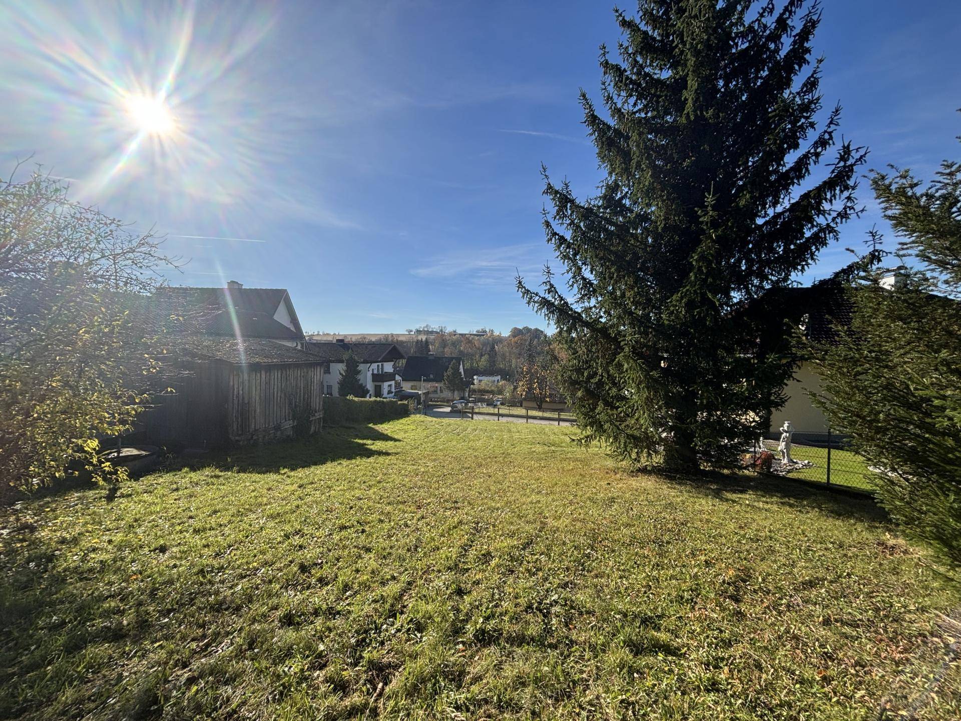 Sonnige Grünfläche mit hohem Nadelbaum und Blick auf die Nachbarschaft.