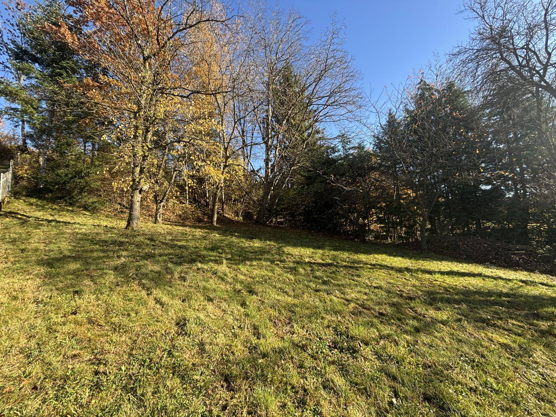 Naturbelassene Grünfläche mit verschiedenen Bäumen und herbstlichem Laub.