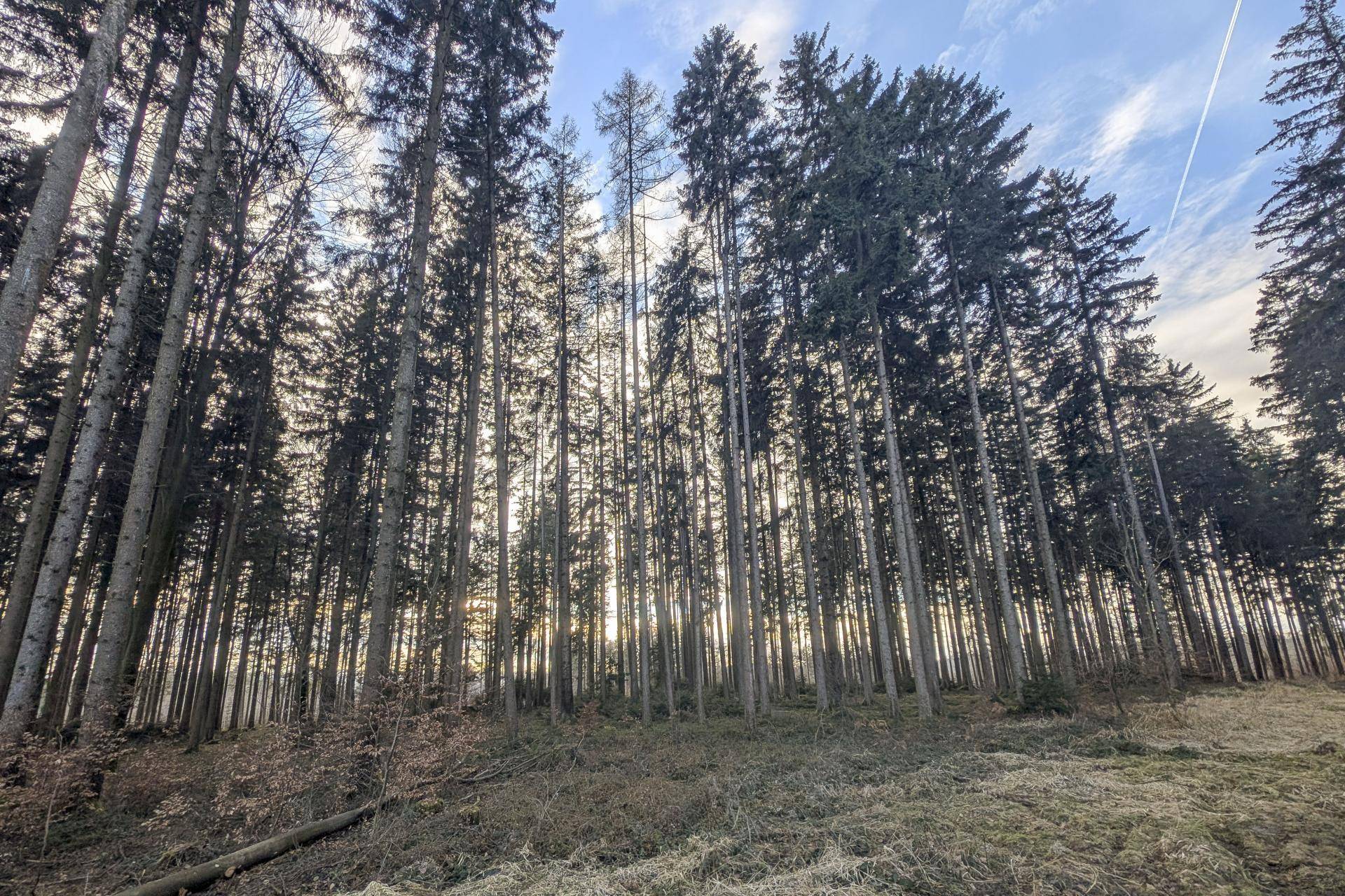 Dichter Nadelwald mit hohen Bäumen und Sonnenlicht, das durch die Äste scheint.