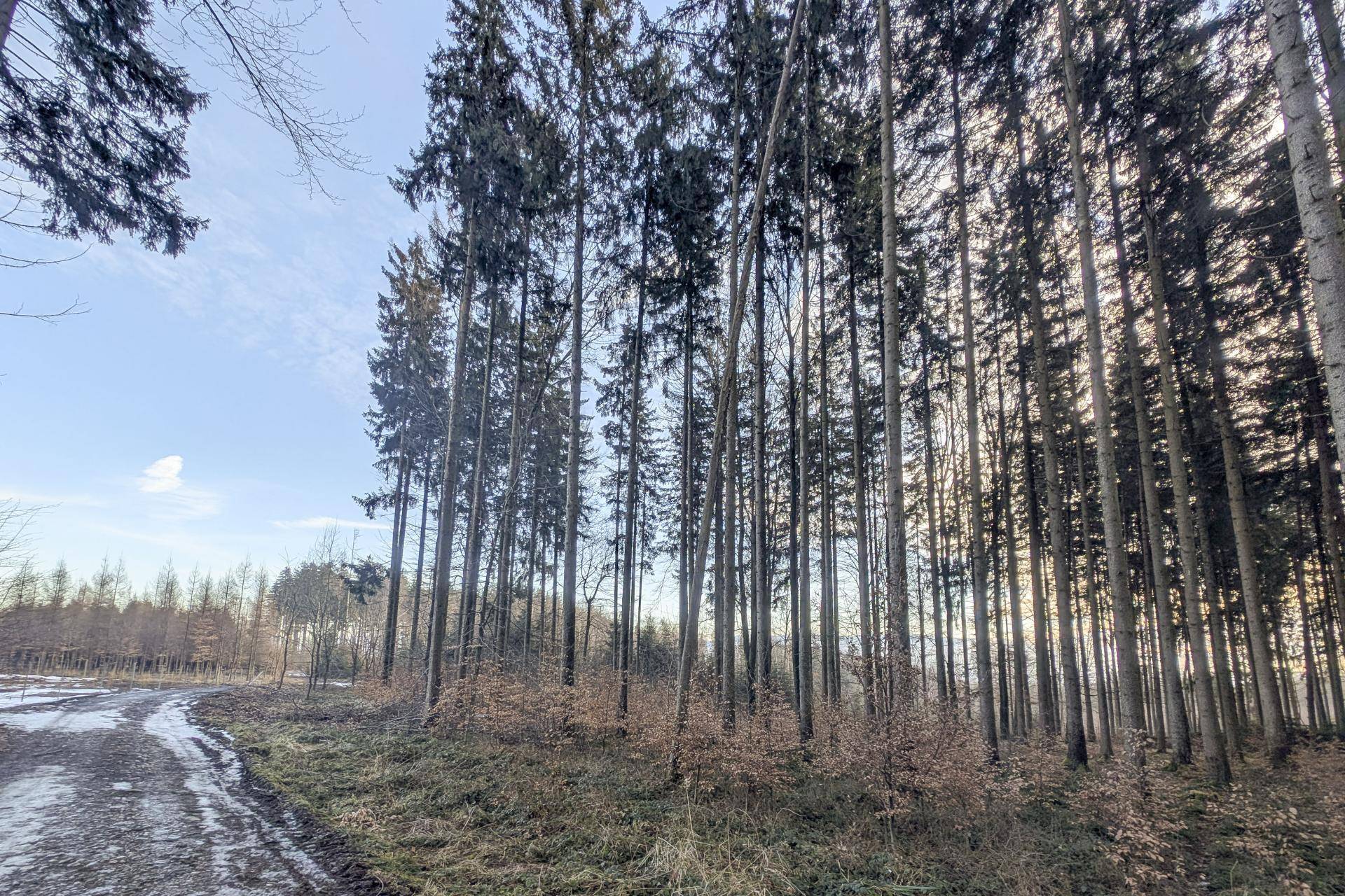 Winterlicher Waldrand mit verschneitem Weg und hohen Bäumen unter einem hellen Himmel.