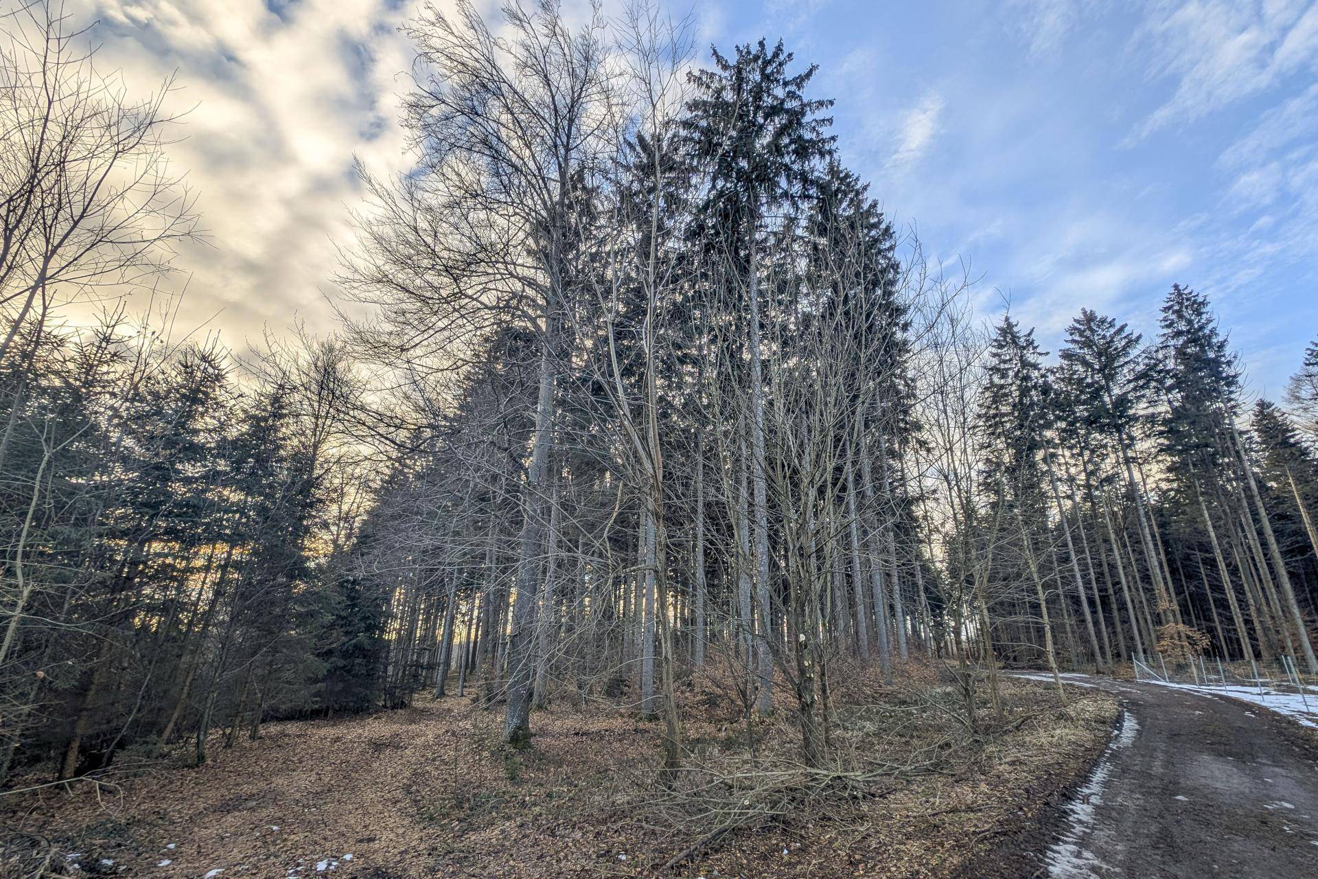Mischwald mit kahlen Laubbäumen und immergrünen Nadelbäumen entlang eines Waldweges.