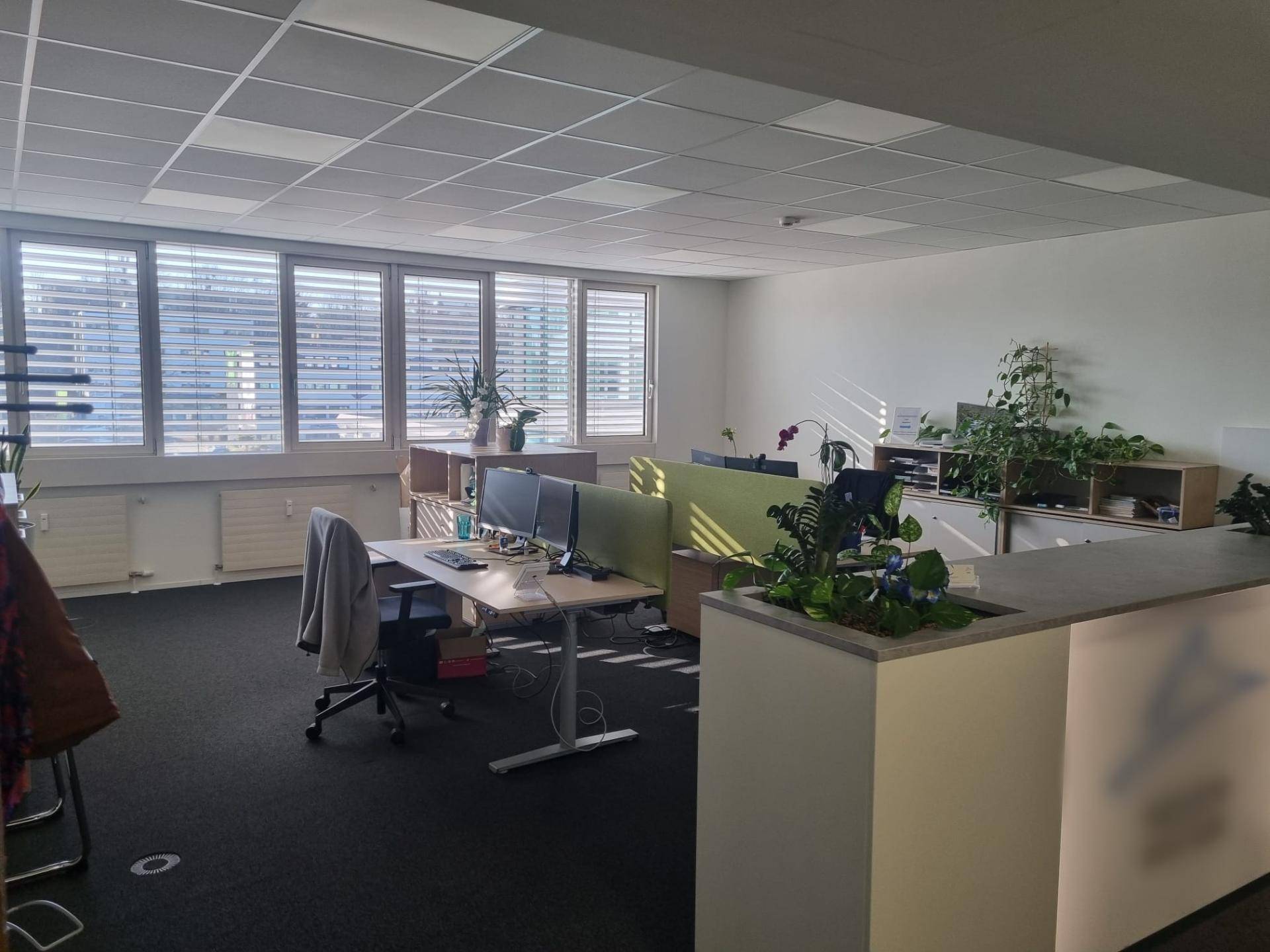 Helles Büro mit mehreren Arbeitsplätzen, großen Fenstern und Pflanzen, die für eine angenehme Arbeitsumgebung sorgen.