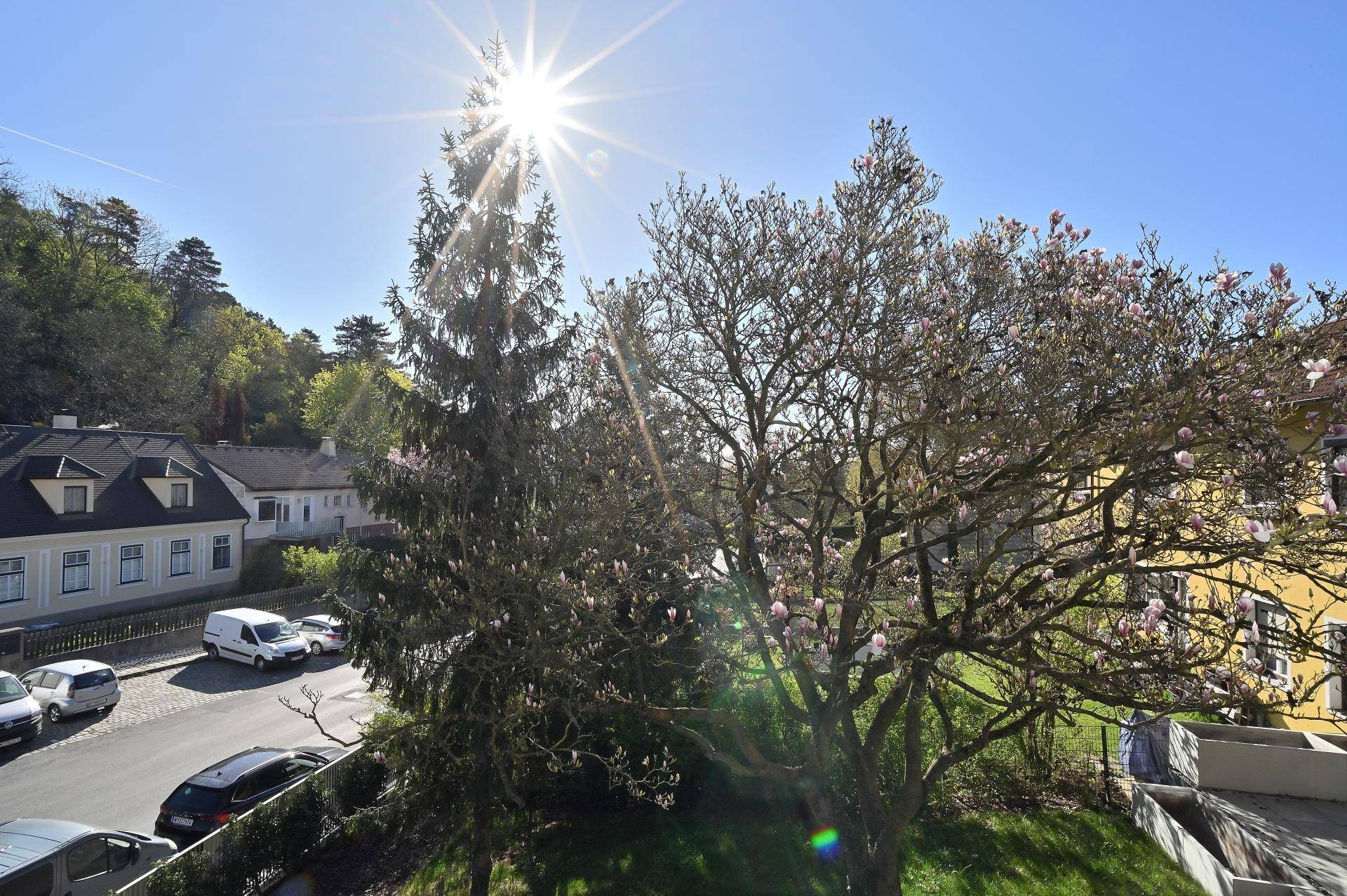 Sonniger Ausblick auf blühende Bäume, die Straße und die umliegenden Häuser.