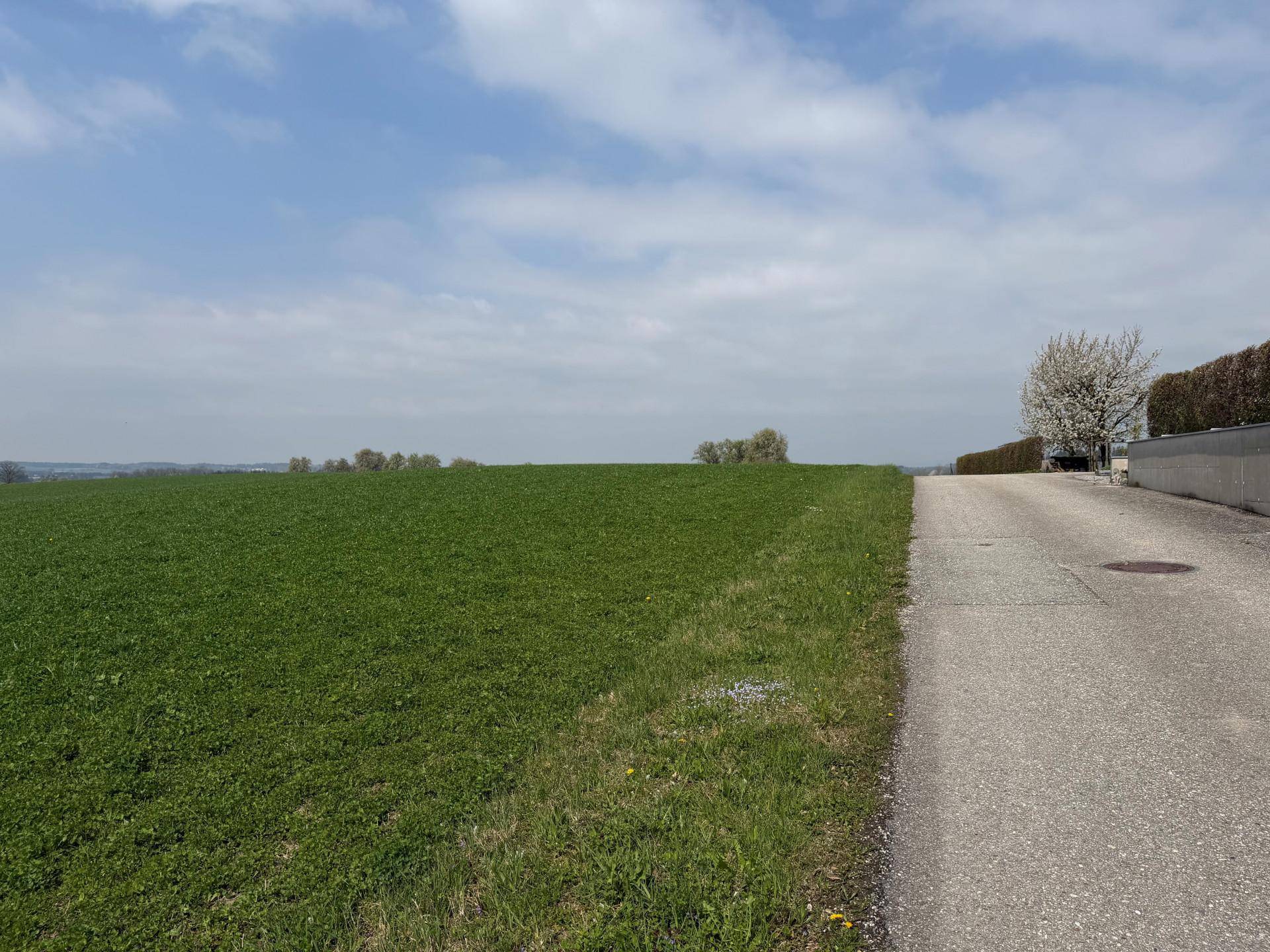 Grüne Wiese neben einer asphaltierten Straße mit blühendem Baum und Hecke im Hintergrund.