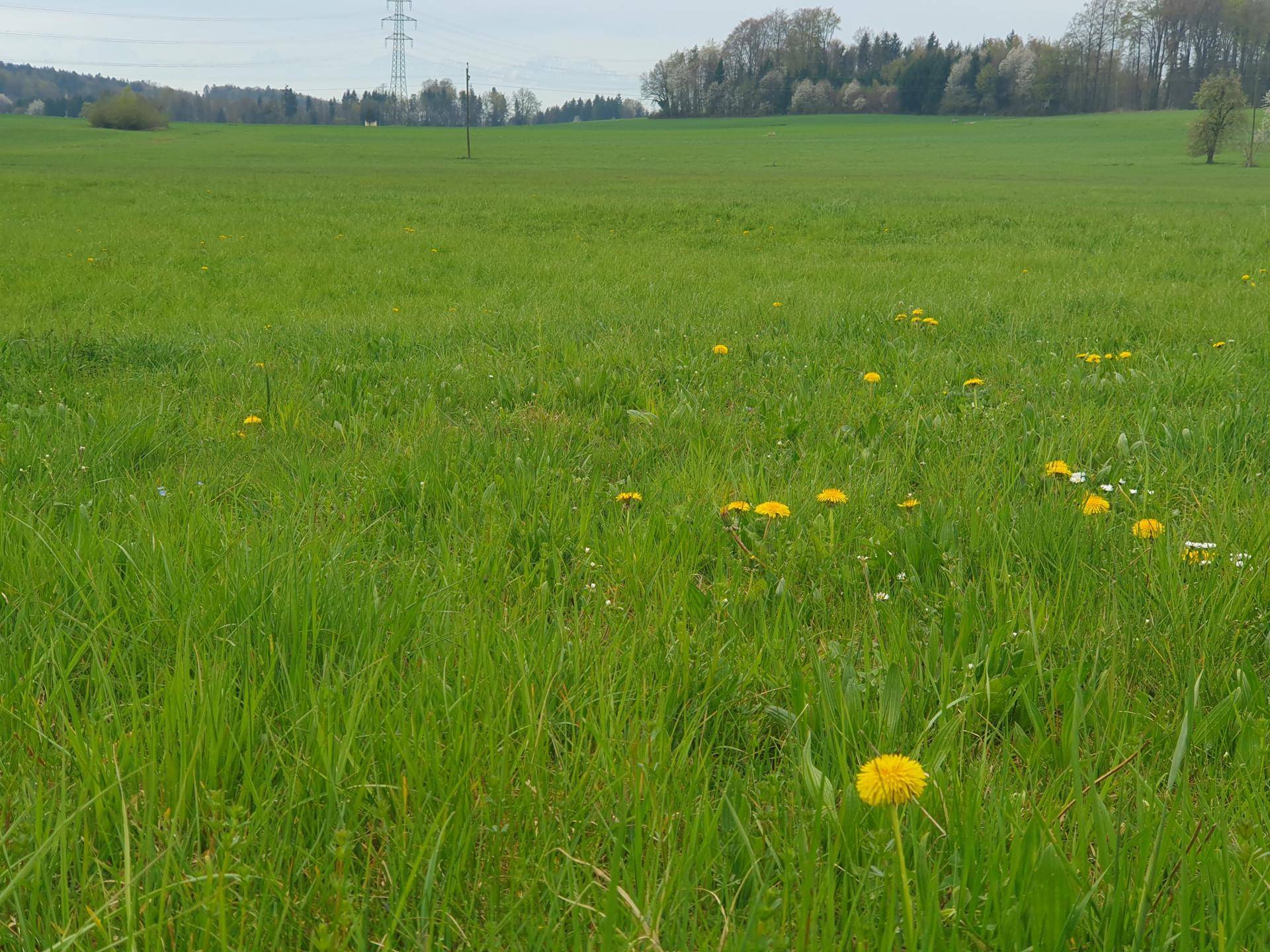 Weite grüne Wiese mit Löwenzahn und Bäumen im Hintergrund unter bewölktem Himmel.