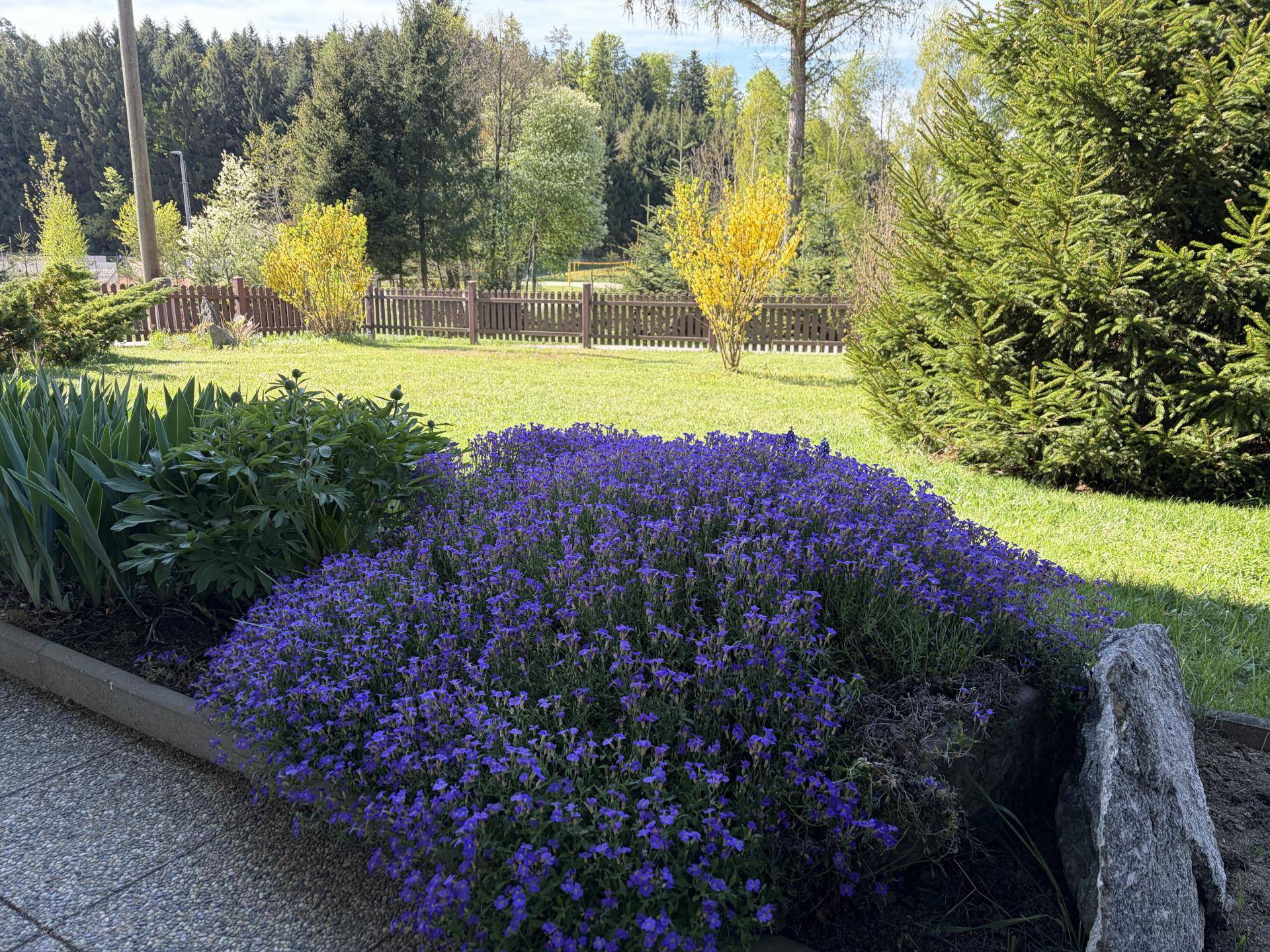 Farbenfrohes Blumenbeet mit lila Blüten und grünen Pflanzen im Vorgarten.