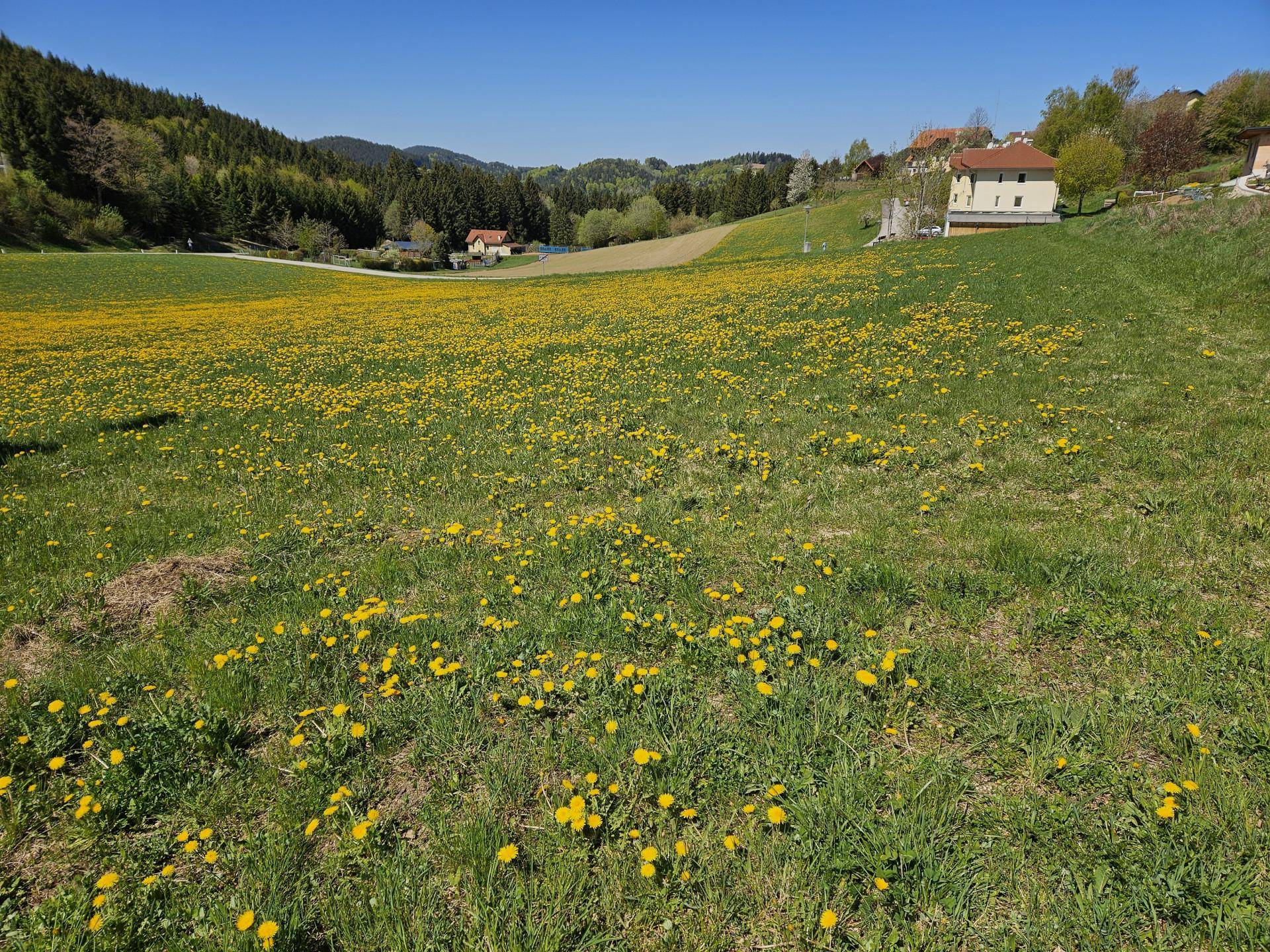 Ausgedehnte Löwenzahnwiese unter blauem Himmel, umgeben von bewaldeten Hügeln und vereinzelten Häusern in der Landschaft.