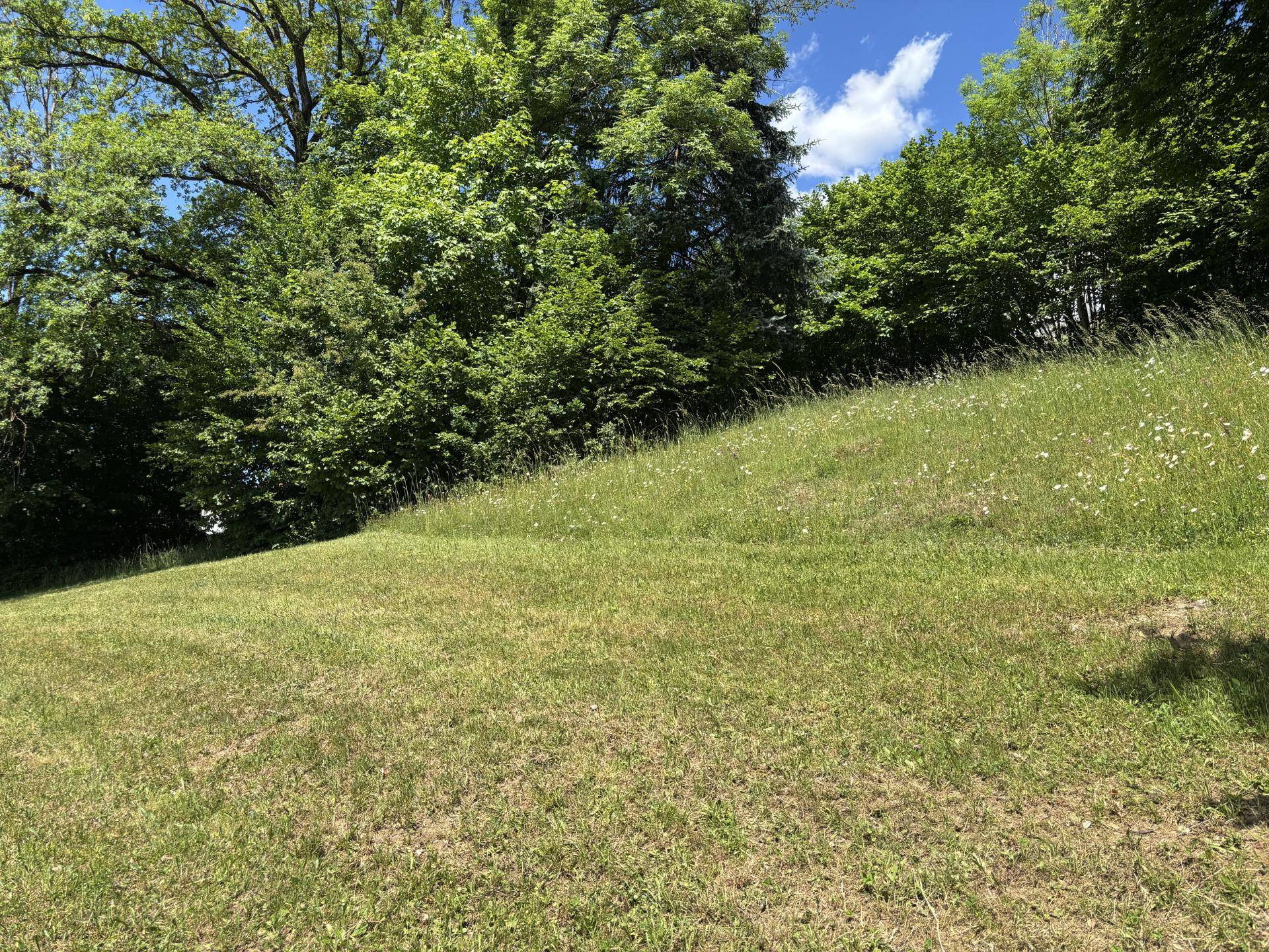 Naturbelassene Wiesenfläche mit blühenden Wildblumen und umgebenden Bäumen an einem sonnigen Tag.