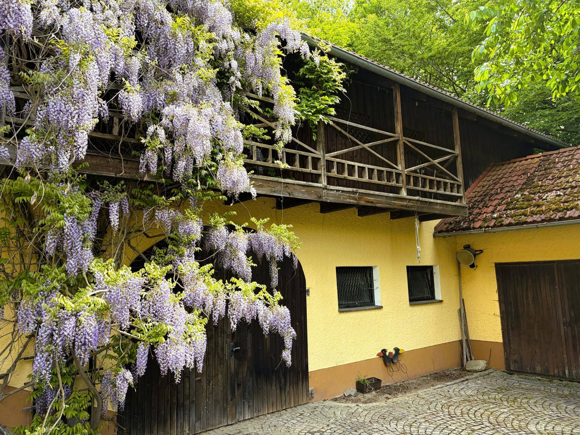 Nahaufnahme der Gebäudefassade mit üppigem Blauregen und einem hölzernen Balkon im oberen Bereich.