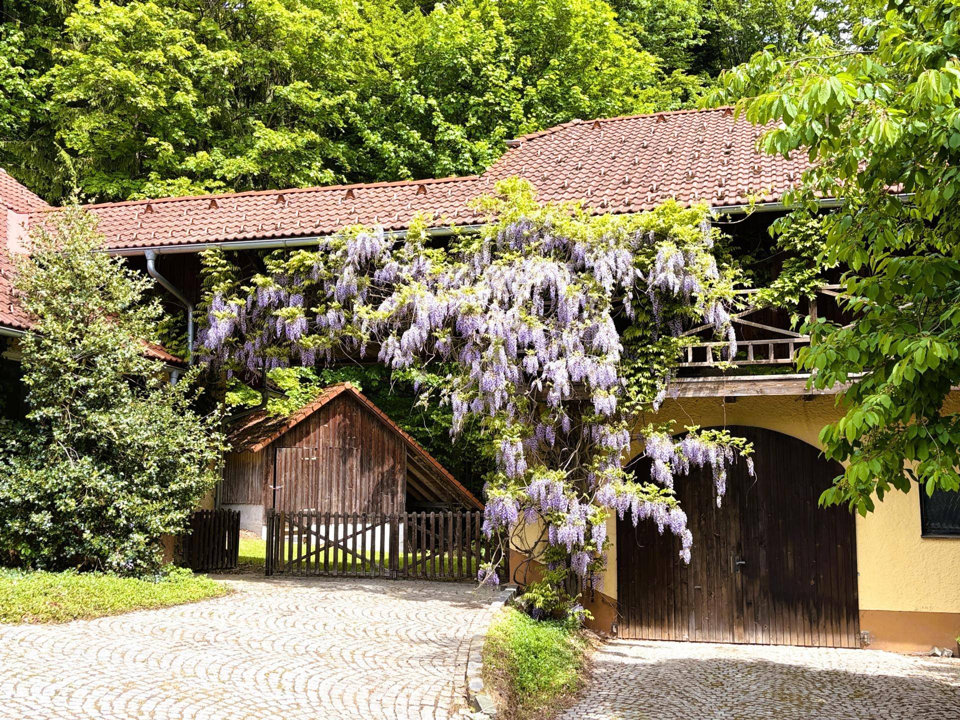 Blühender Blauregen rankt sich um die Fassade eines ländlichen Gebäudes mit Holztor und gepflastertem Hof.