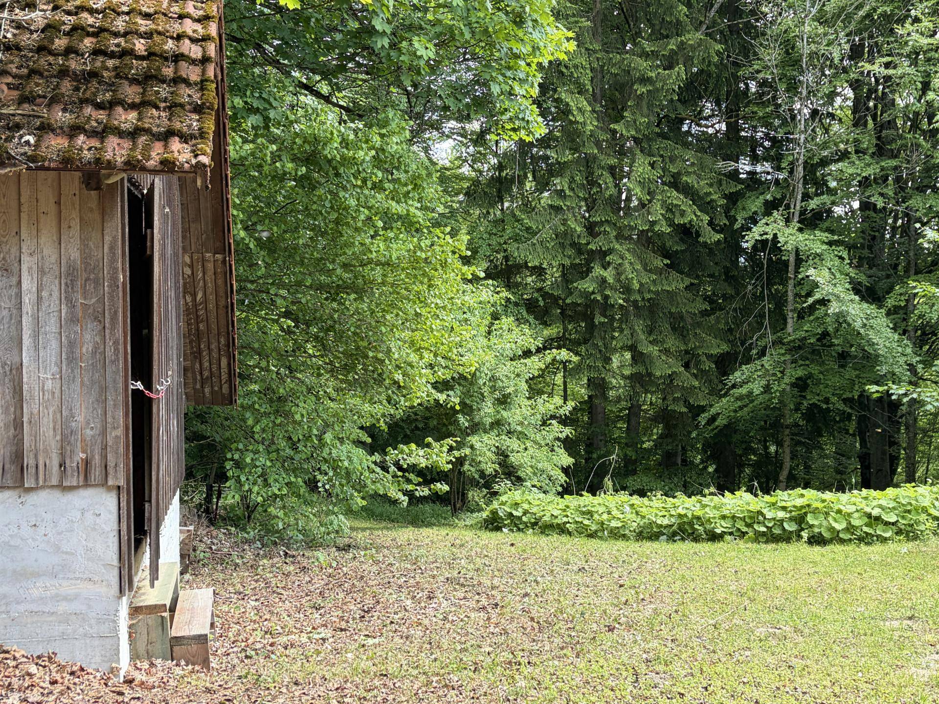 Hölzernes Nebengebäude am Rande einer Wiese, umgeben von dichtem Wald und grüner Natur.