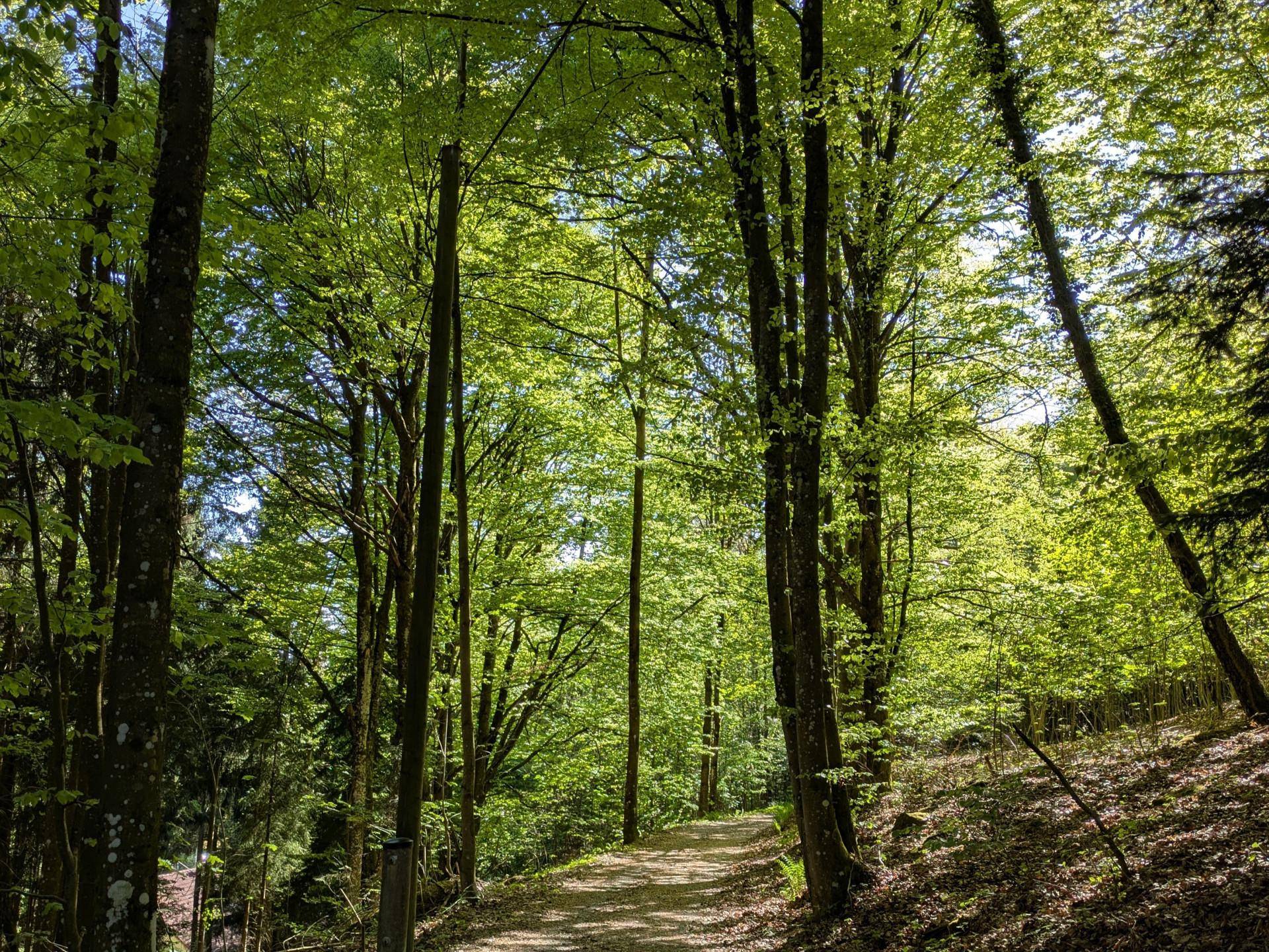 Ein Waldweg schlängelt sich durch dichte Bäume, die von Sonnenlicht durchflutet werden, eine ruhige Szene.