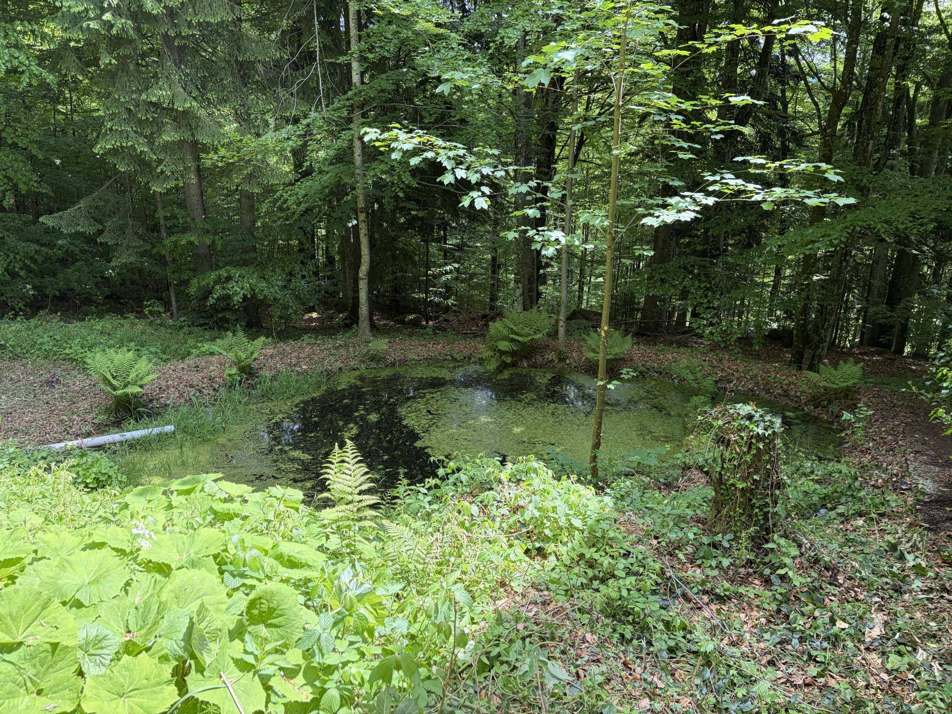 Natürlicher Teich umgeben von üppiger grüner Vegetation und hohen Bäumen, ein idyllischer Ort.
