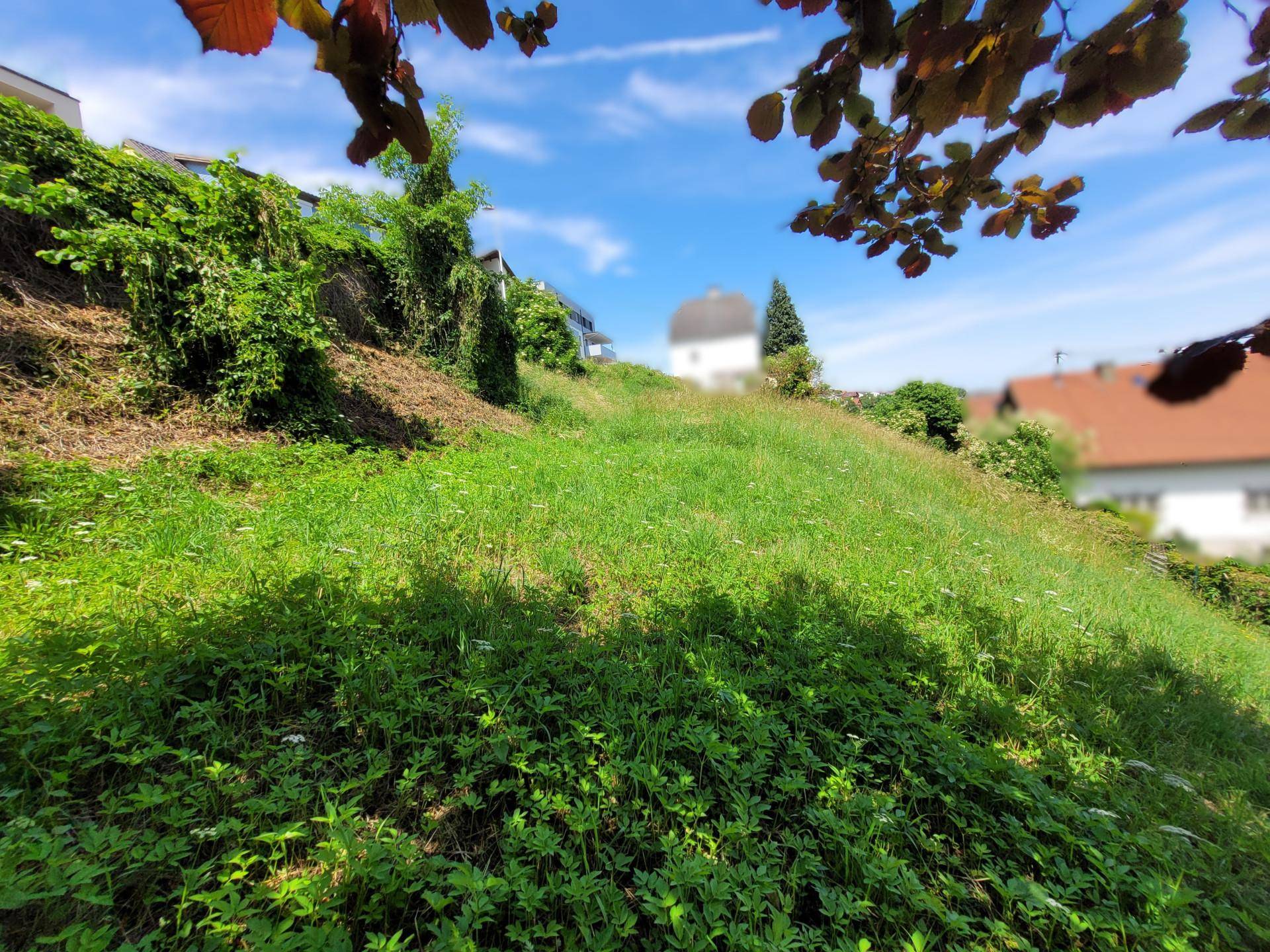 Grüne, leicht abfallende Gartenfläche mit Bäumen und Sträuchern, umgeben von Wohnbebauung.