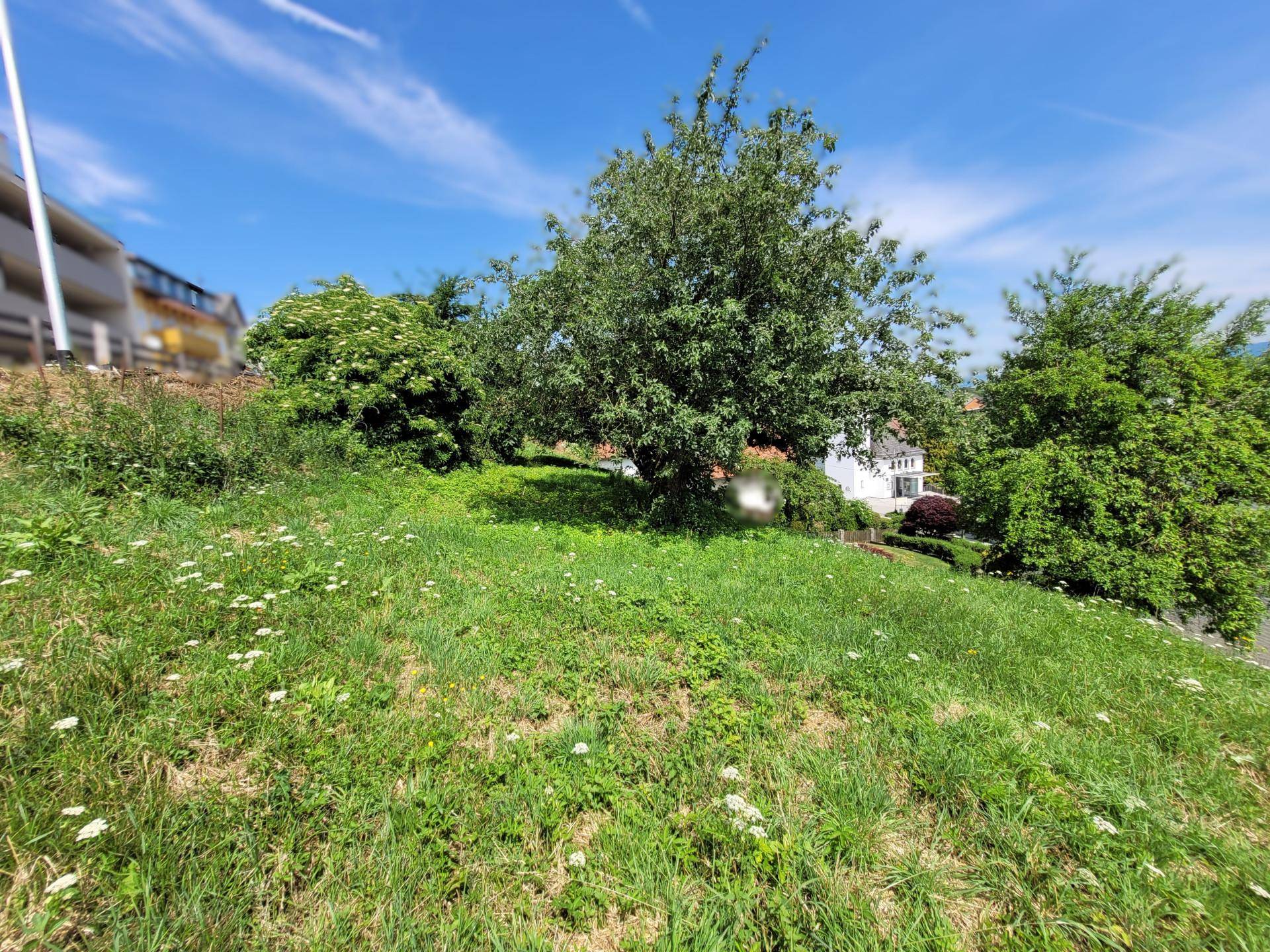 Sonnenbeschienene Grünfläche mit einem großen Baum und weiteren Sträuchern, ideal für einen Garten.