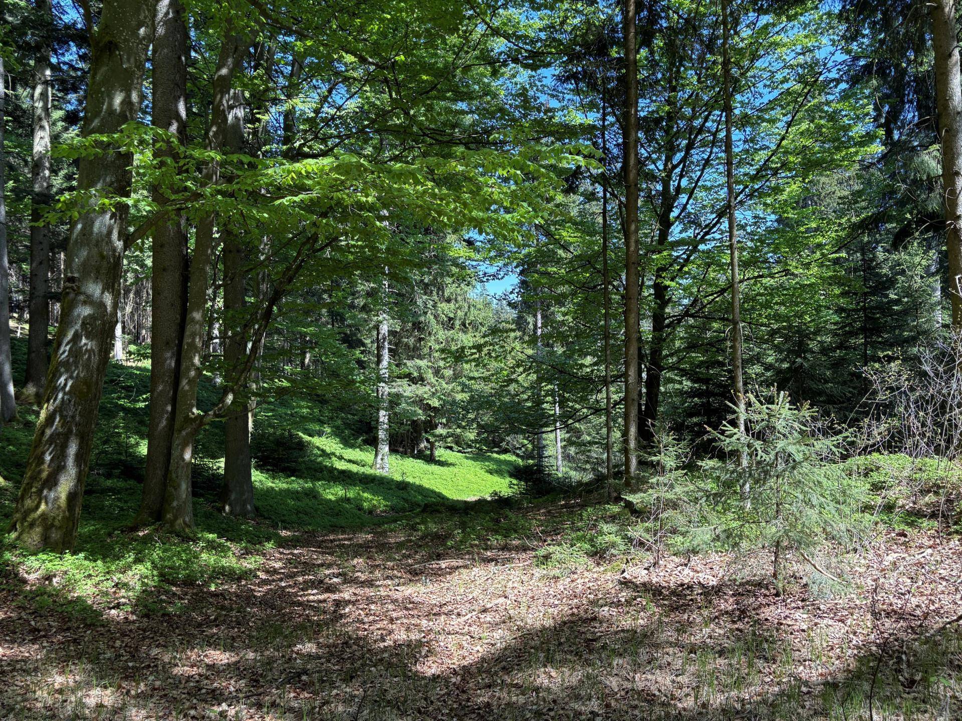 Lichter Waldweg mit Laub auf dem Boden und frischem Grün im Hintergrund, beleuchtet von der Sonne.